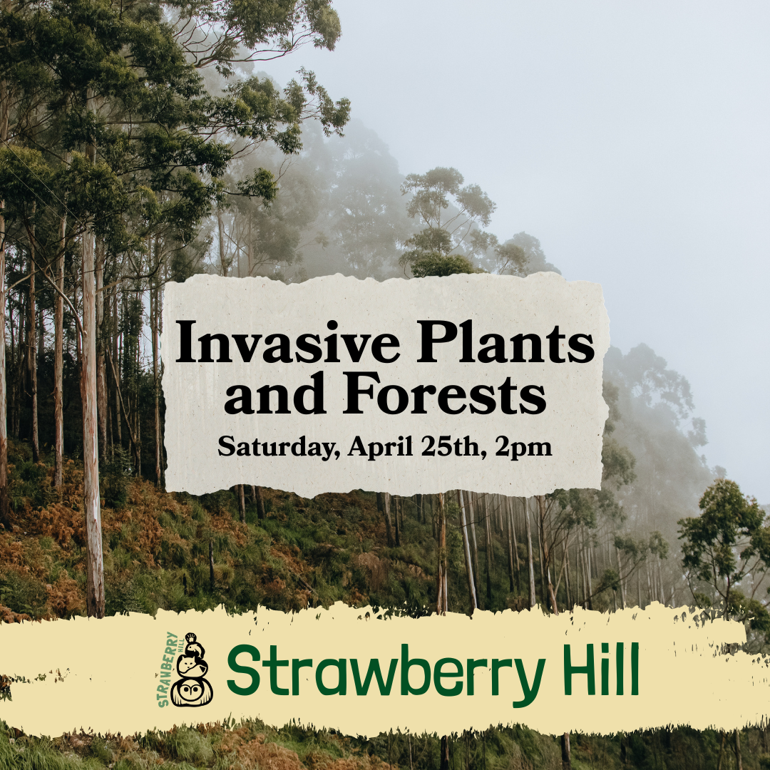 Invasive Plants and Forests