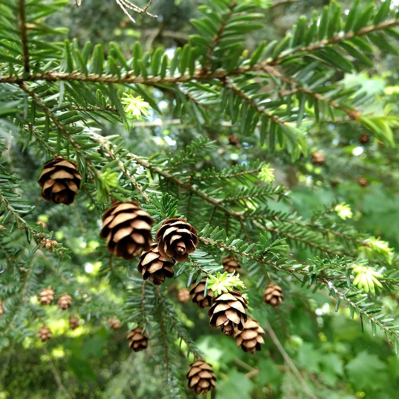 Eastern Hemlock Pests and Pathogens