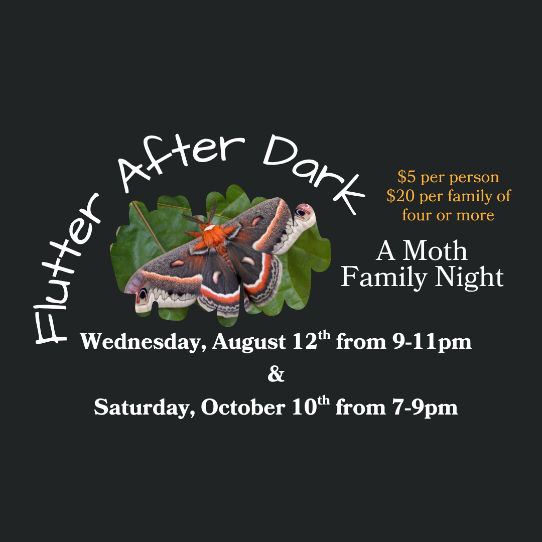 Flutter After Dark