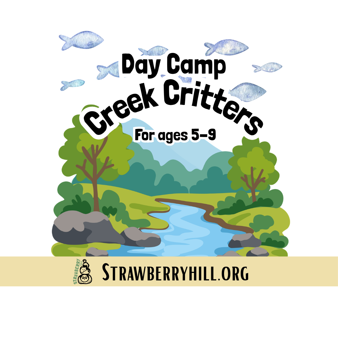 Day Camp - Creek Critters