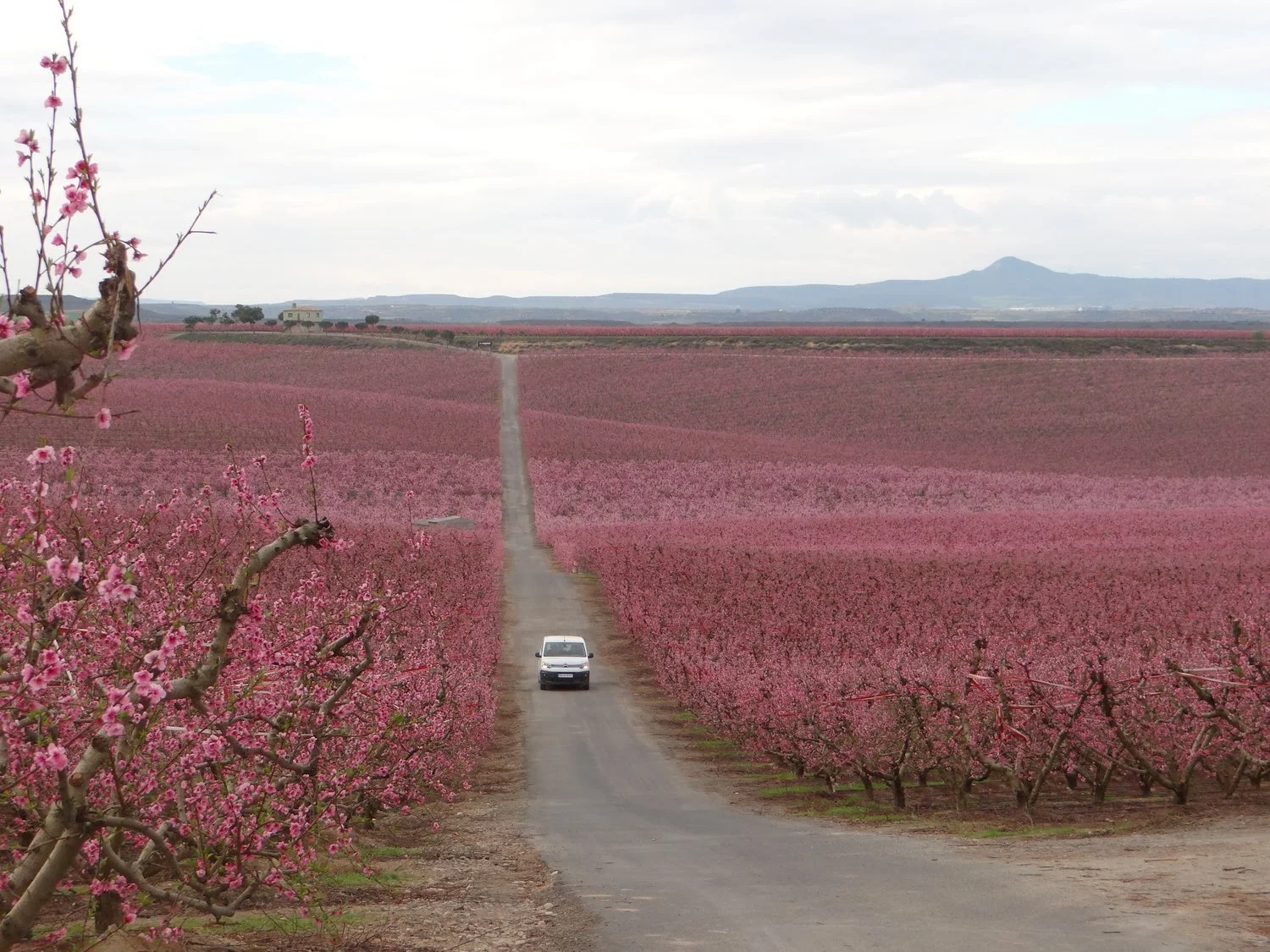 The blossoming of the fruit trees in Aitona