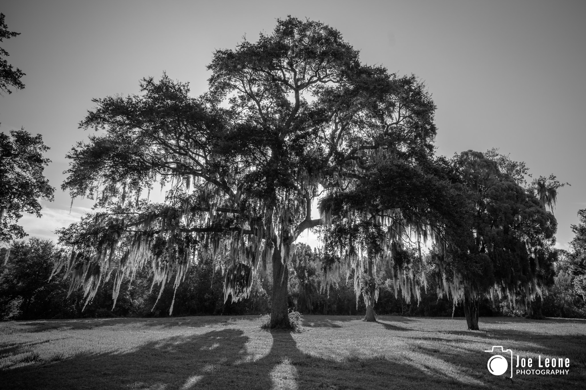 Live Oak