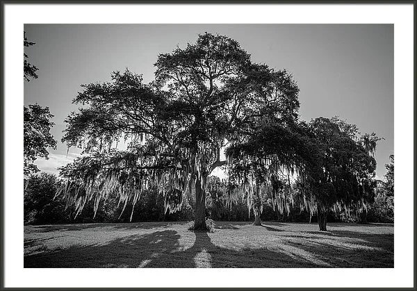 live-oak-joe-leone-3.jpg