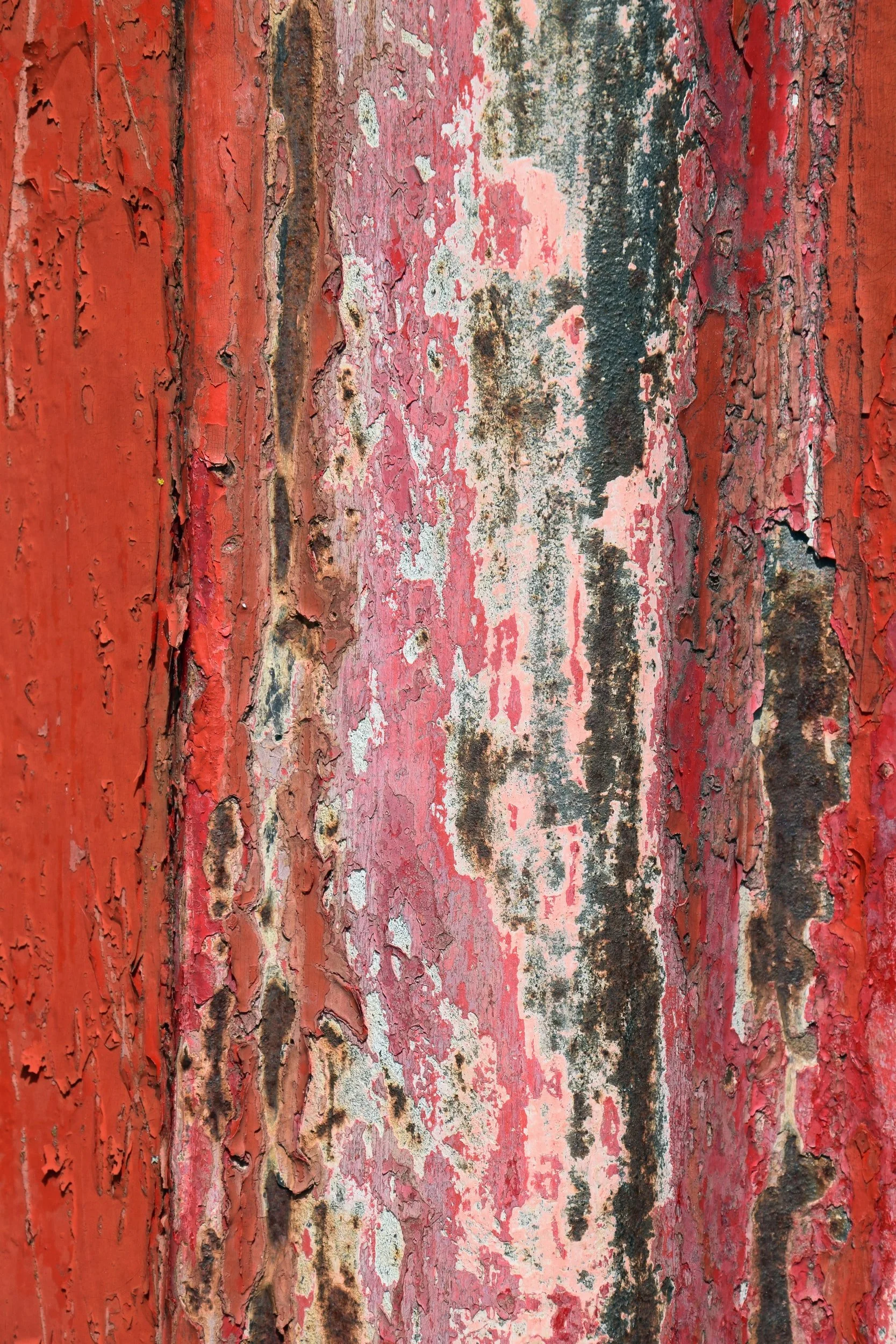 Submit photos by Dec. 3 to "Accidental Beauty" Project
