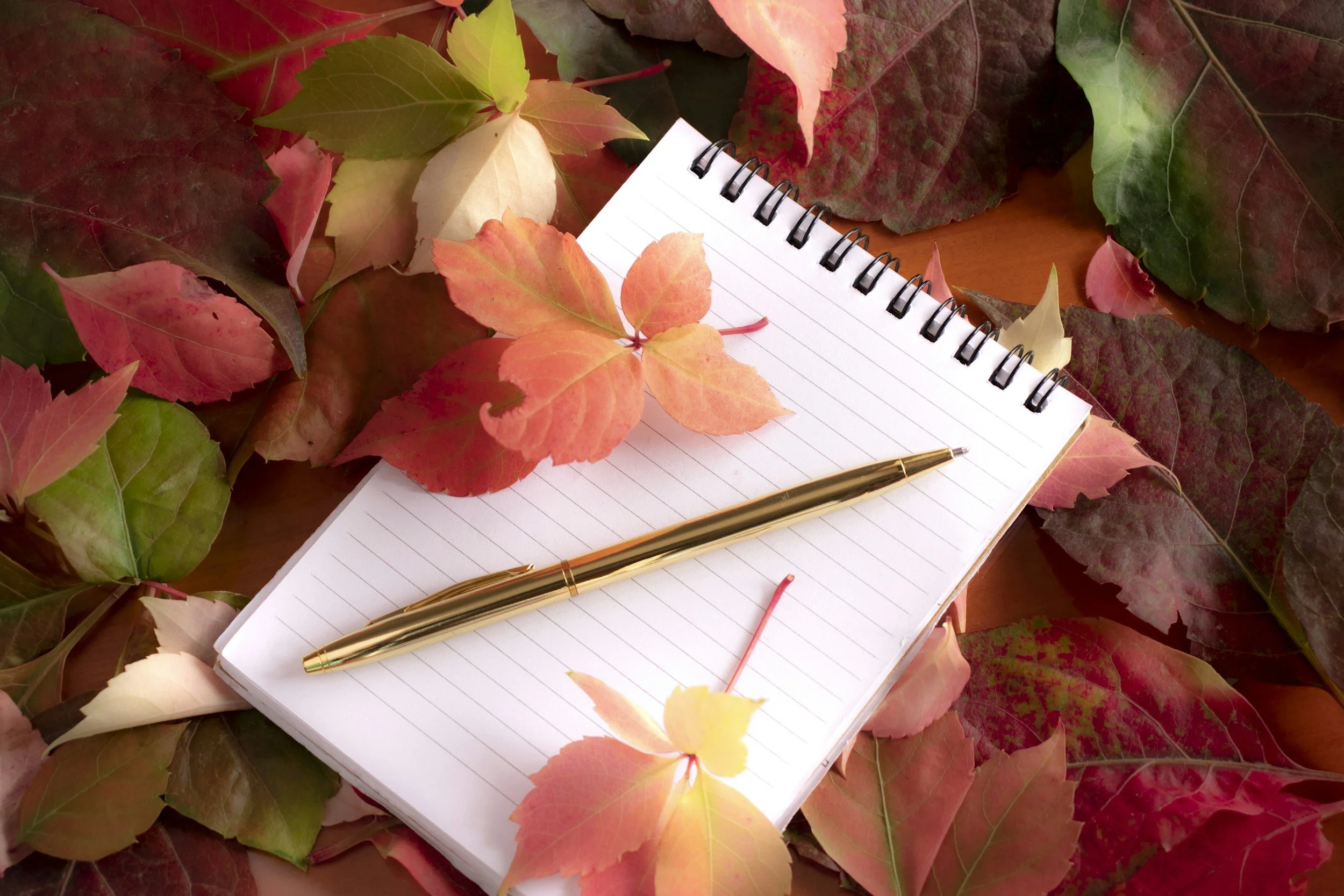 In Process, Bloom Stage, Writers’ Circle, Release Party, and More!