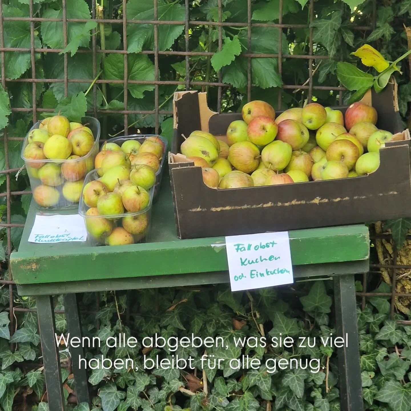 Heute vor einer Schrebergarten-Siedlung: Fallobst zu verschenken für Kuchen oder zum Einkochen.
Wenn alle abgeben, was sie zu viel haben, dann haben alle genug. 
#underconsumption
#foodsharing
#mundraub
@mundraub_org