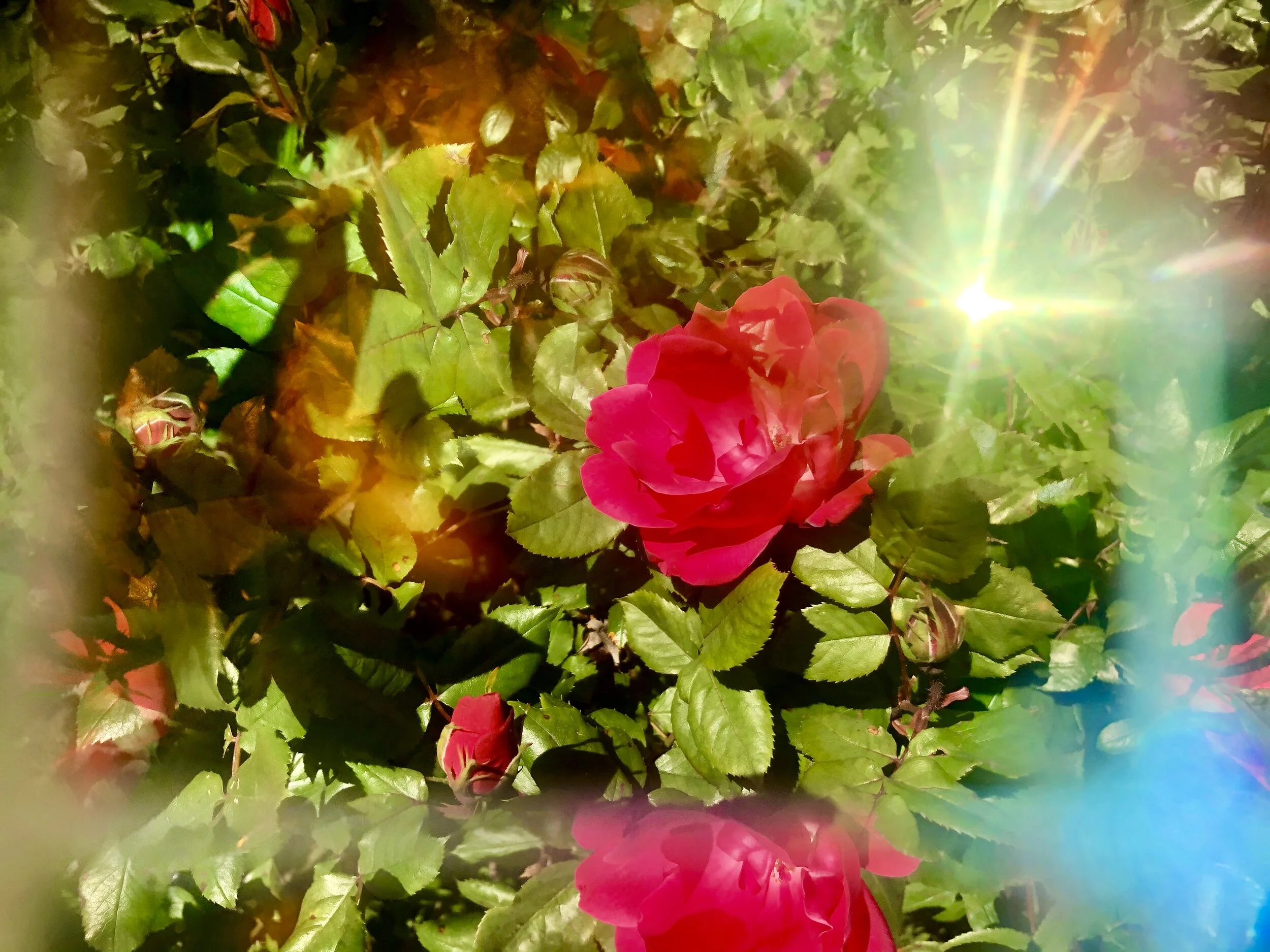 C00759AD-5A1A-4793-B3D8-62E1BF209DC2.jpeg