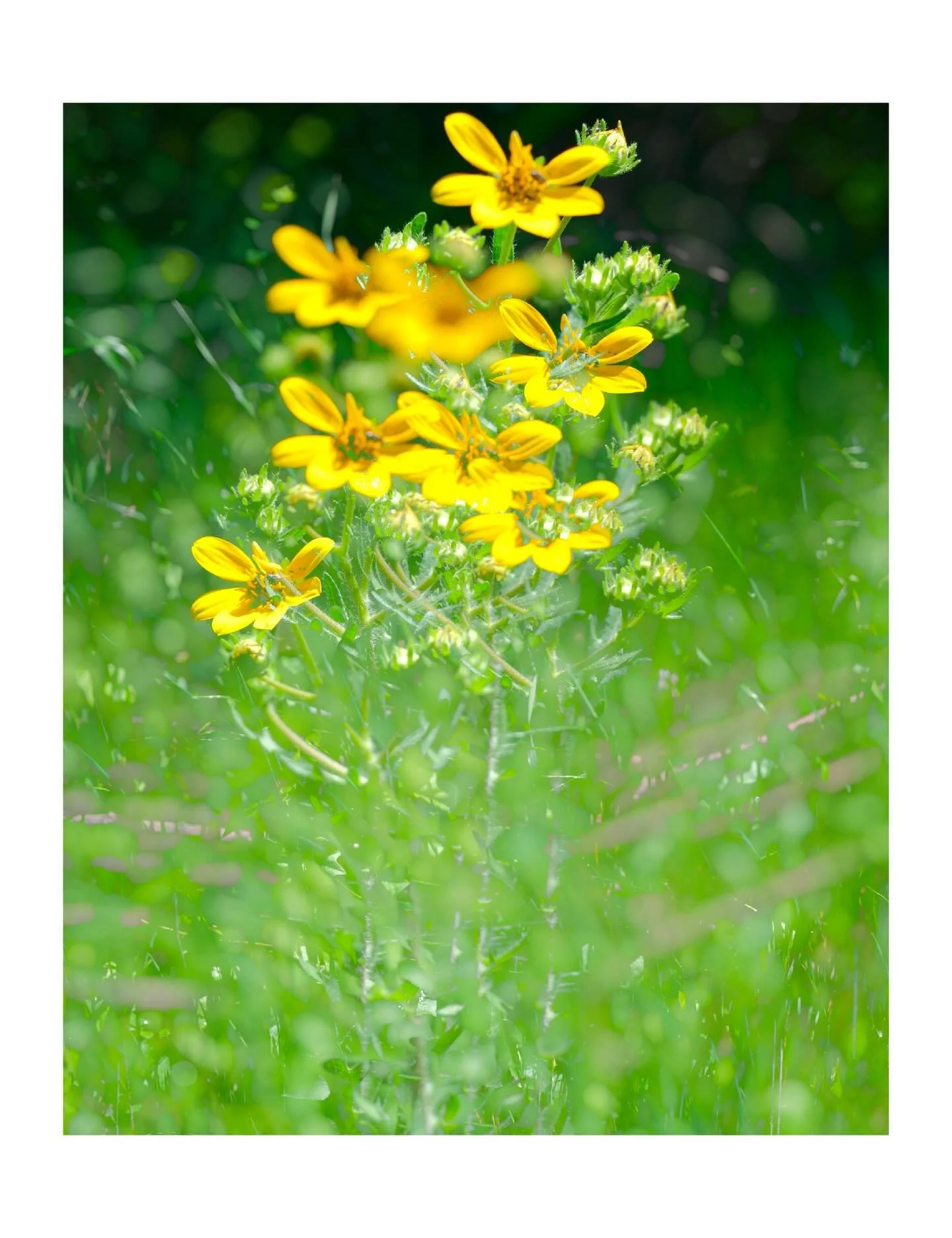&ldquo;dancers&rdquo; 

#abstractphotography #naturephotograpy #fineartphotography #texaswildflowers