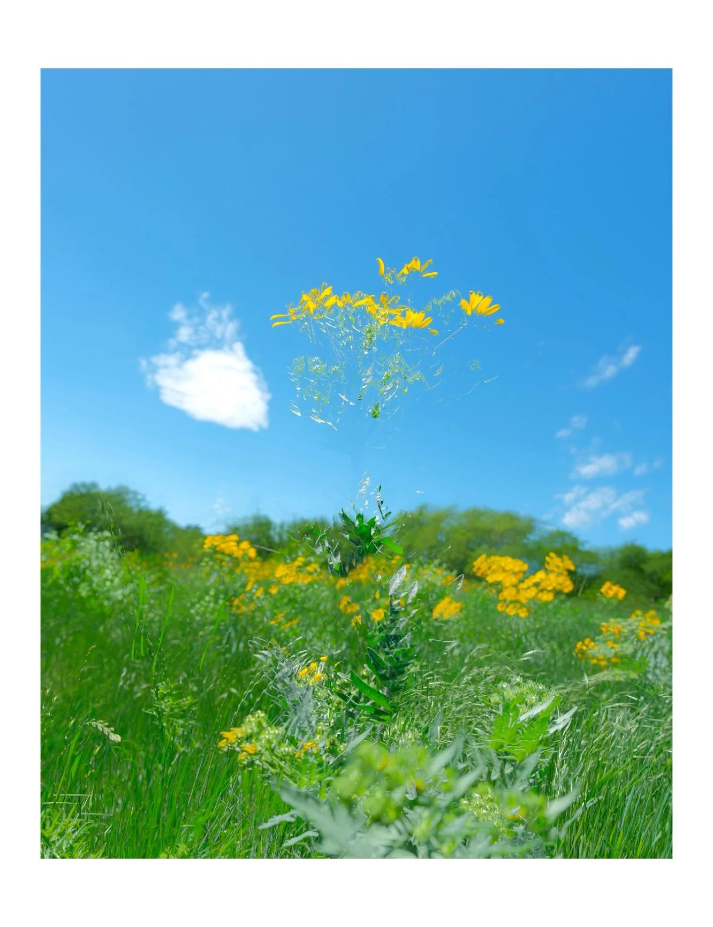 &ldquo;on this new day&rdquo; by me 

#contemporaryart  #fujifilm #wildflowers #fineartphotography
