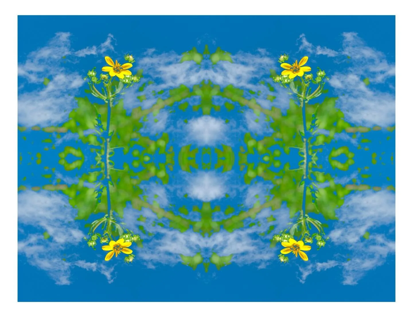 &ldquo;a breath&rdquo; by me 

#fineartphotography #contemporaryart #wildflowers