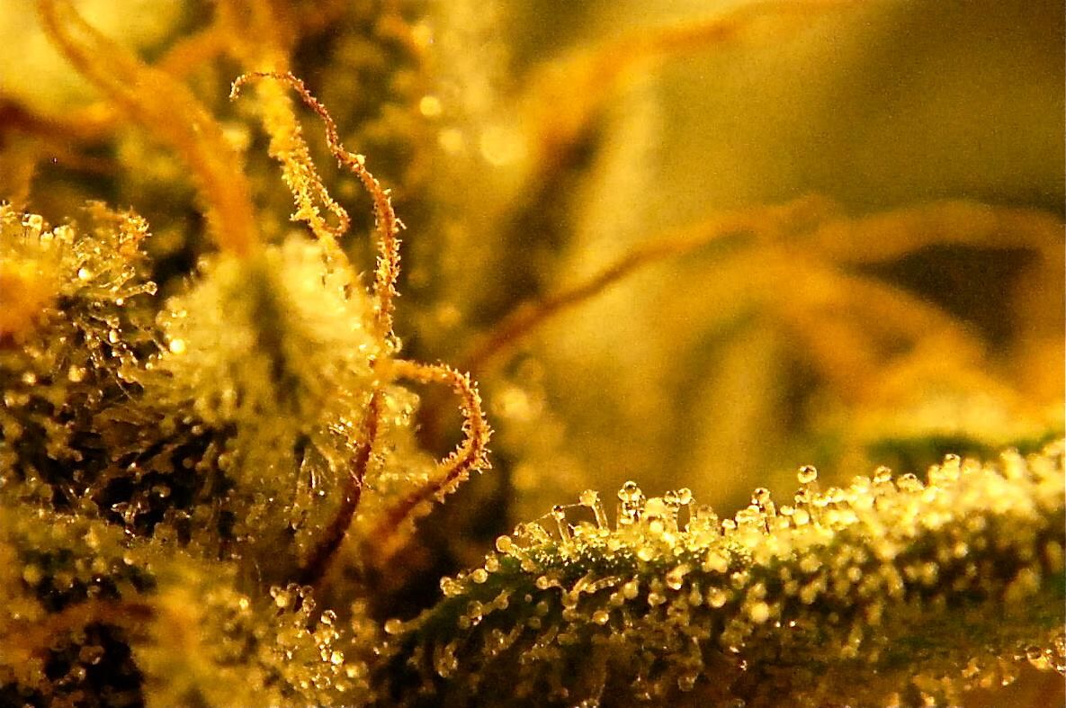 marijuanaupclose.jpeg