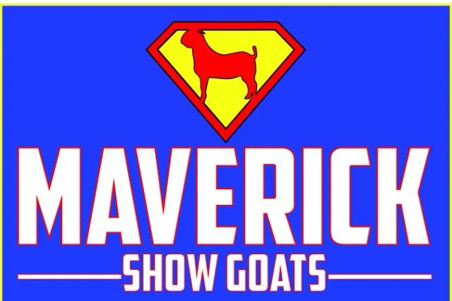 maverick show goats.jpg