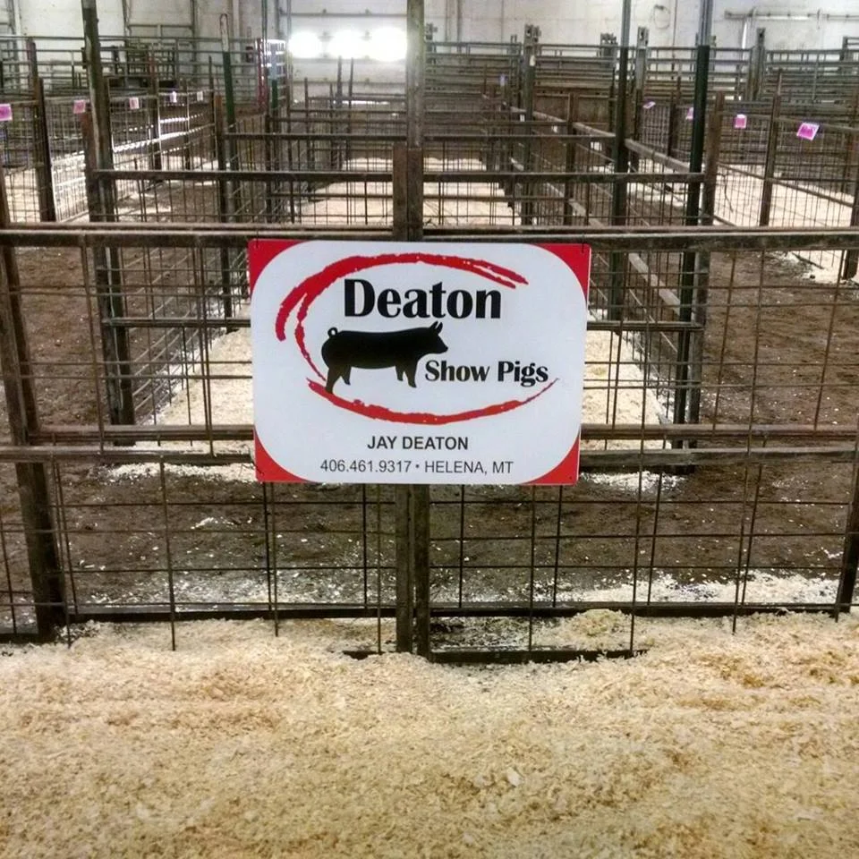 deaton show pigs.jpg