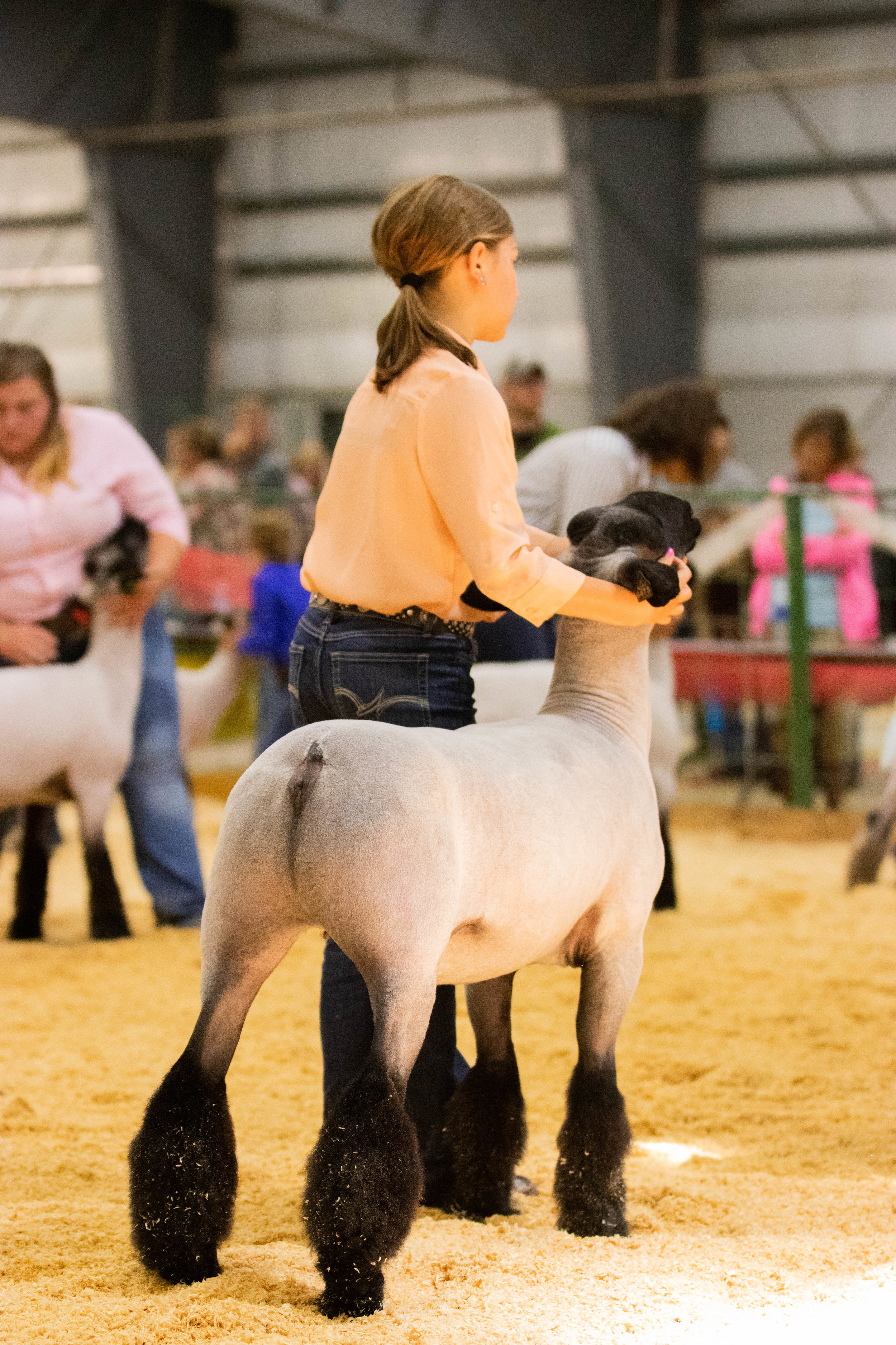 Champion Market Lamb 2.jpg