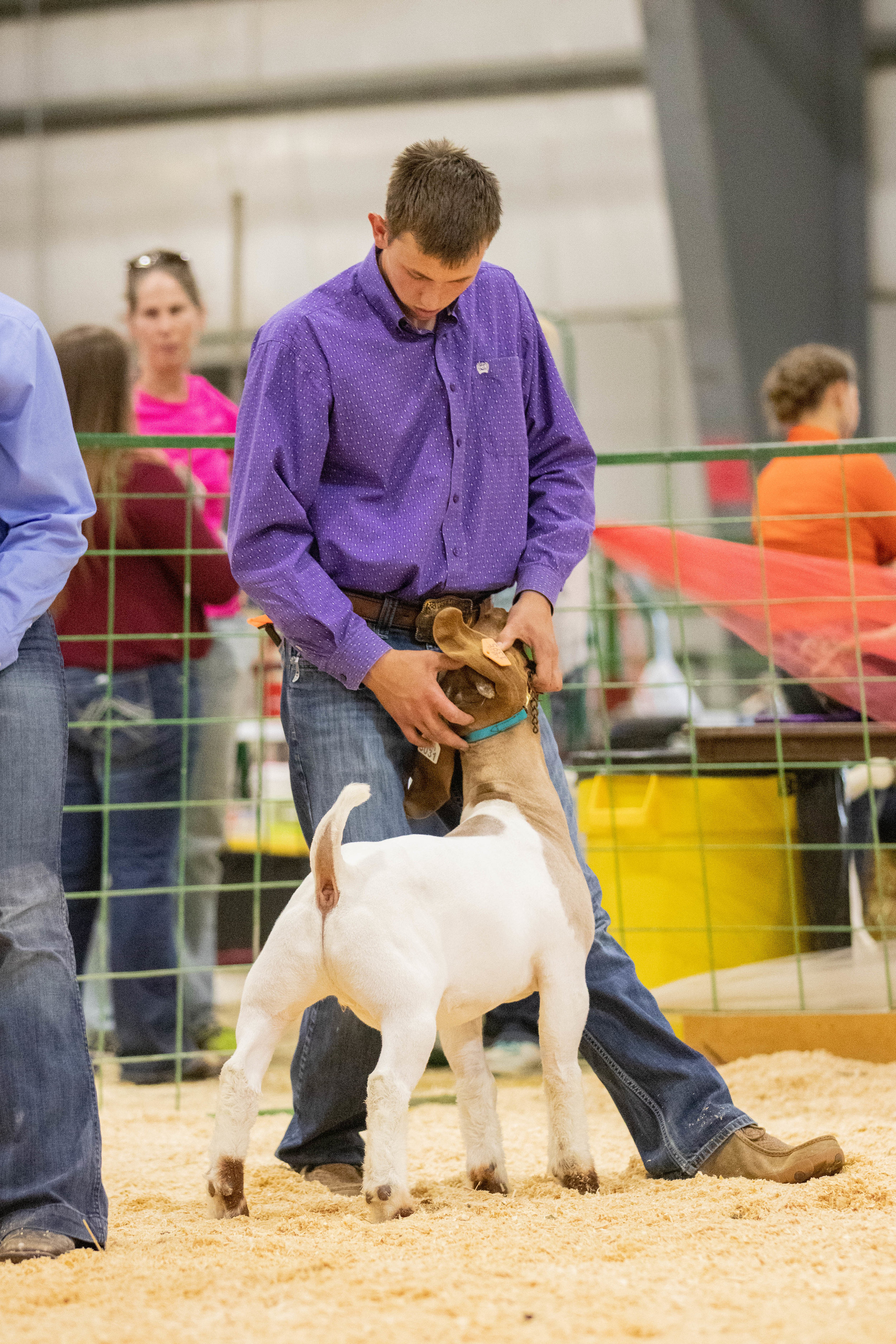 Champion Market Goat 3.jpg