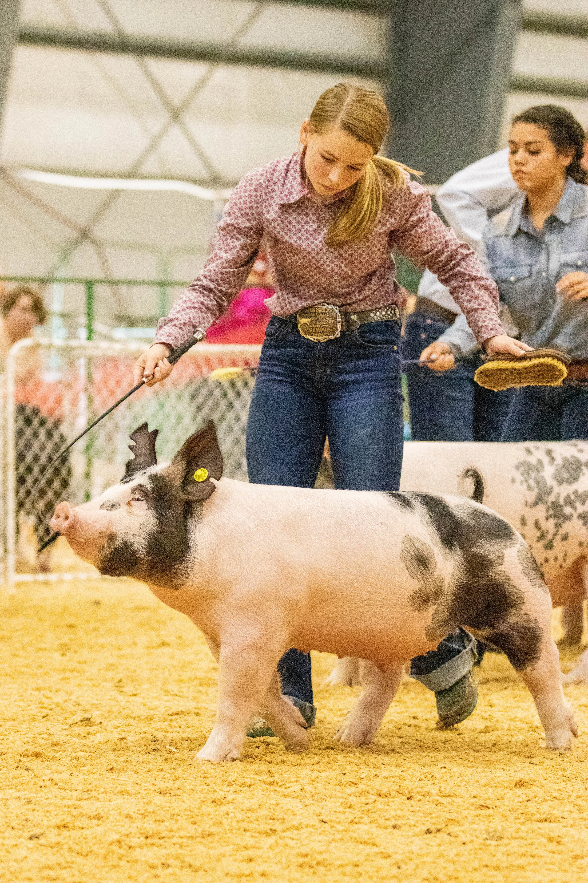 Champion Hog 3.jpg