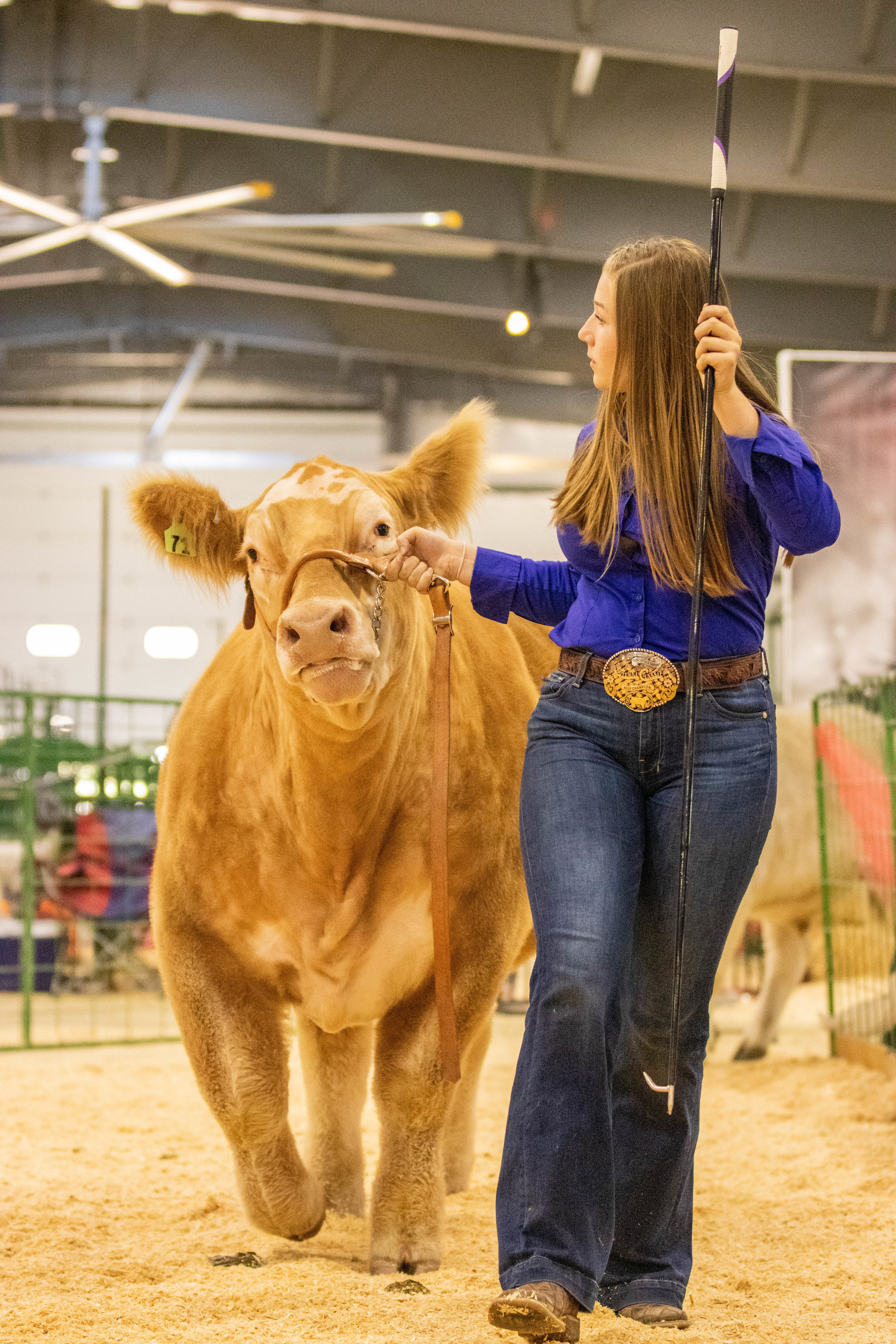 Champion Market Steer 2.jpg