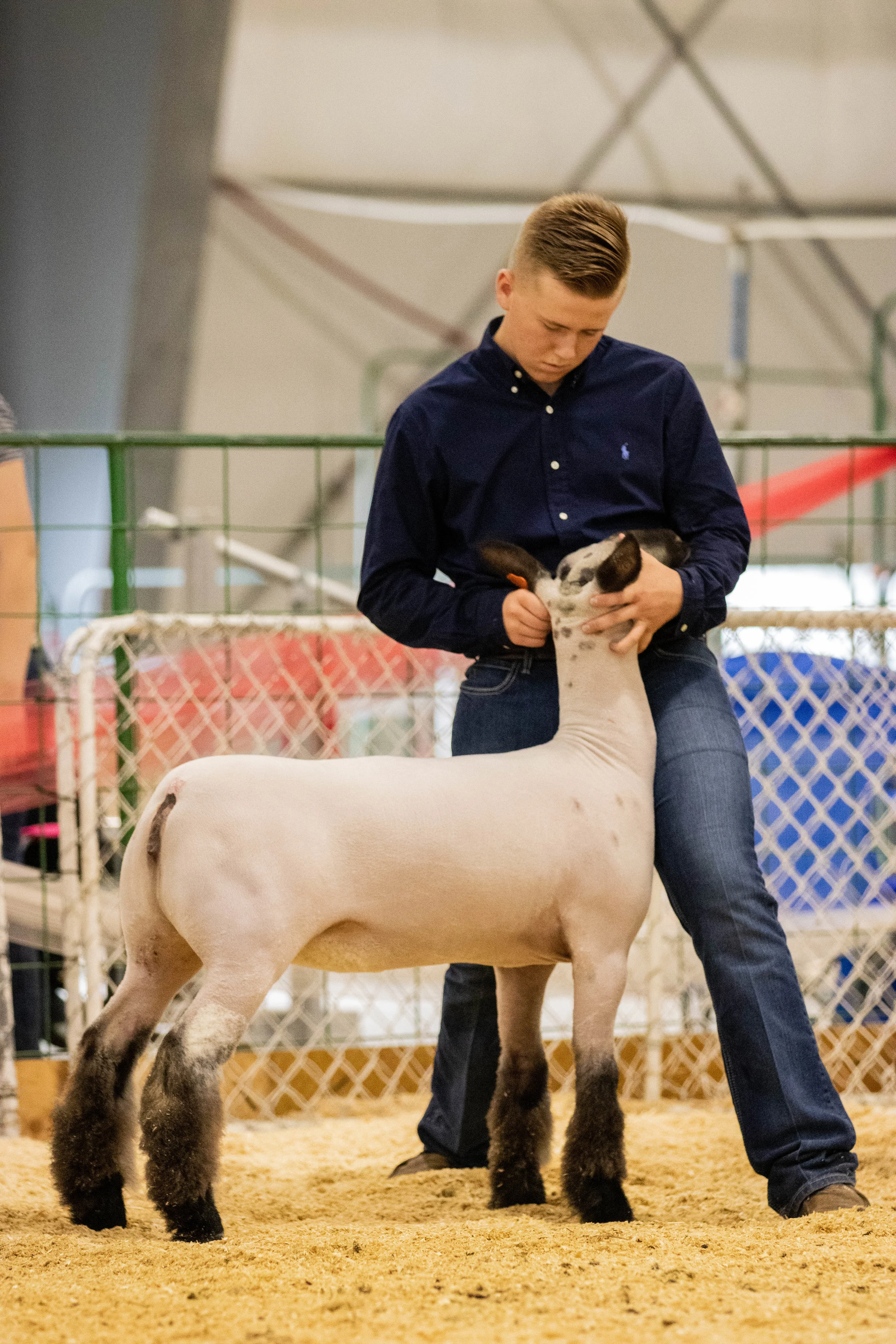 Champion Ewe Lamb 2.jpg