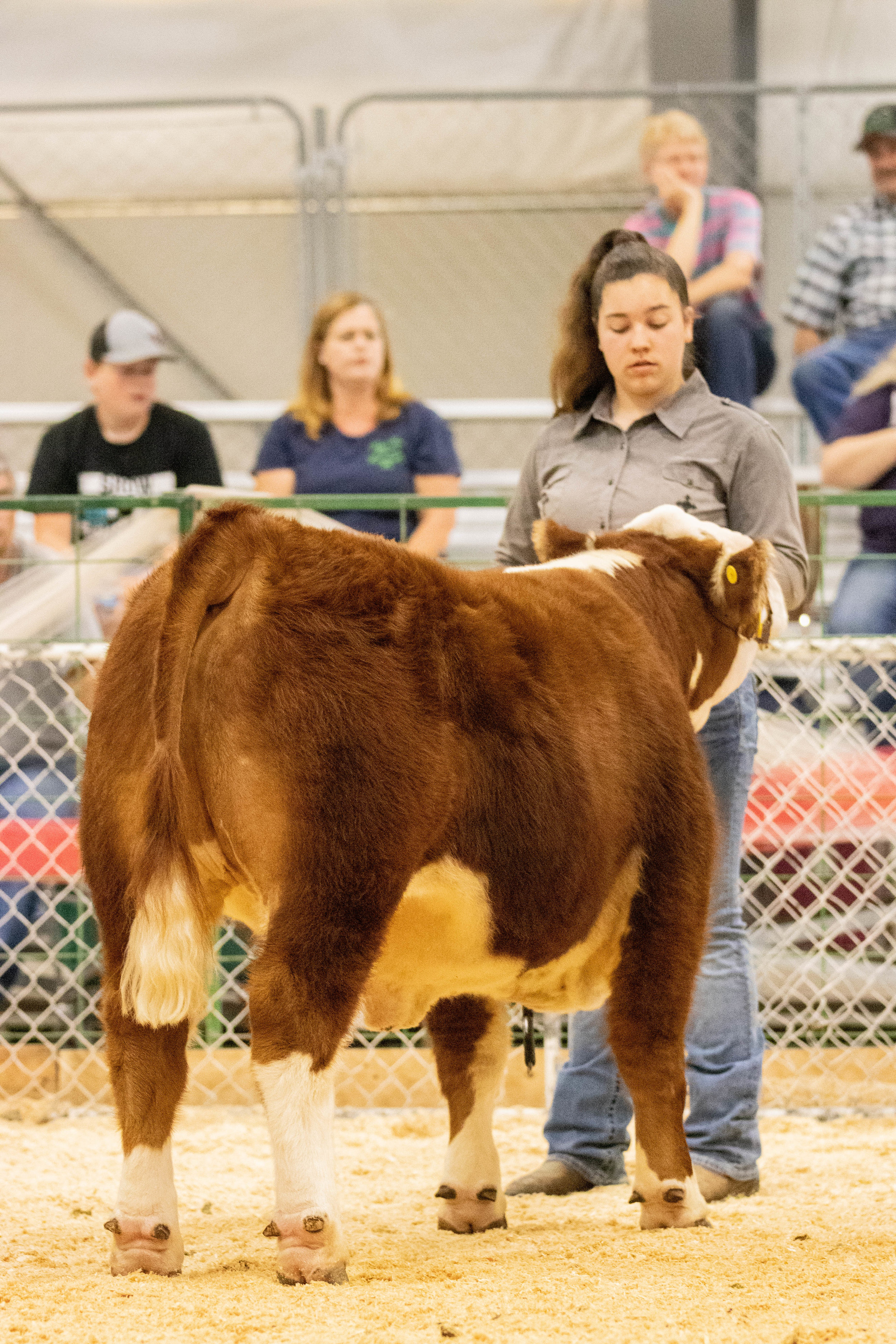 Mini Steer 2.jpg