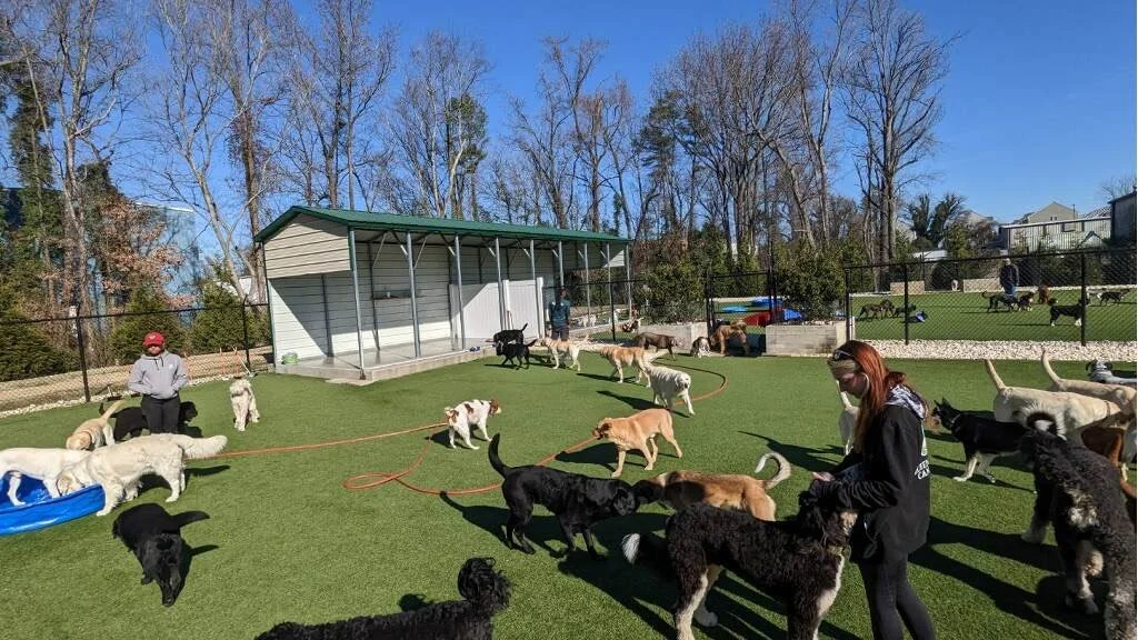 How Do I Board My Dog For The First Time