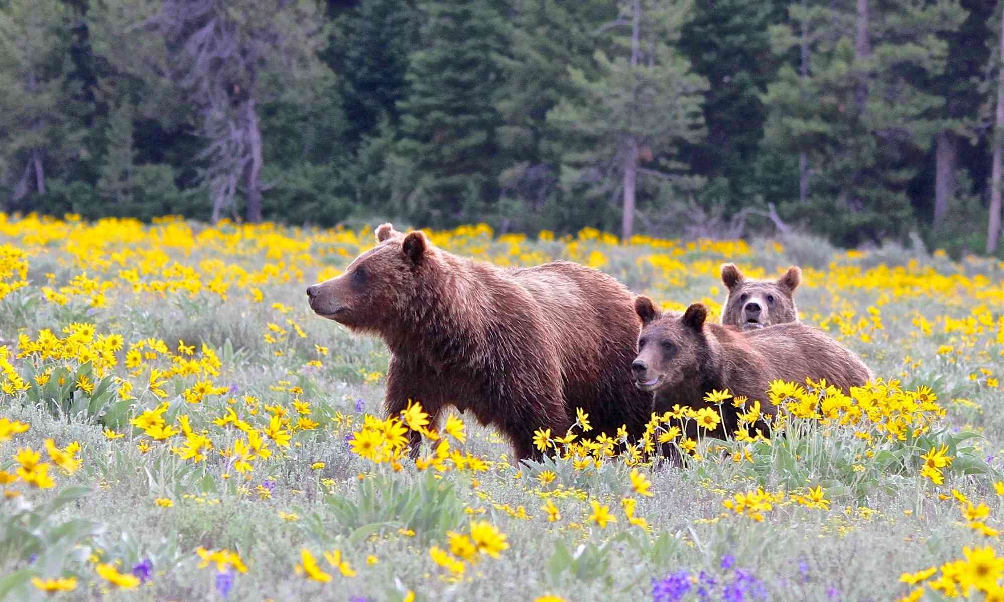 Bear and cub in yellowstone park