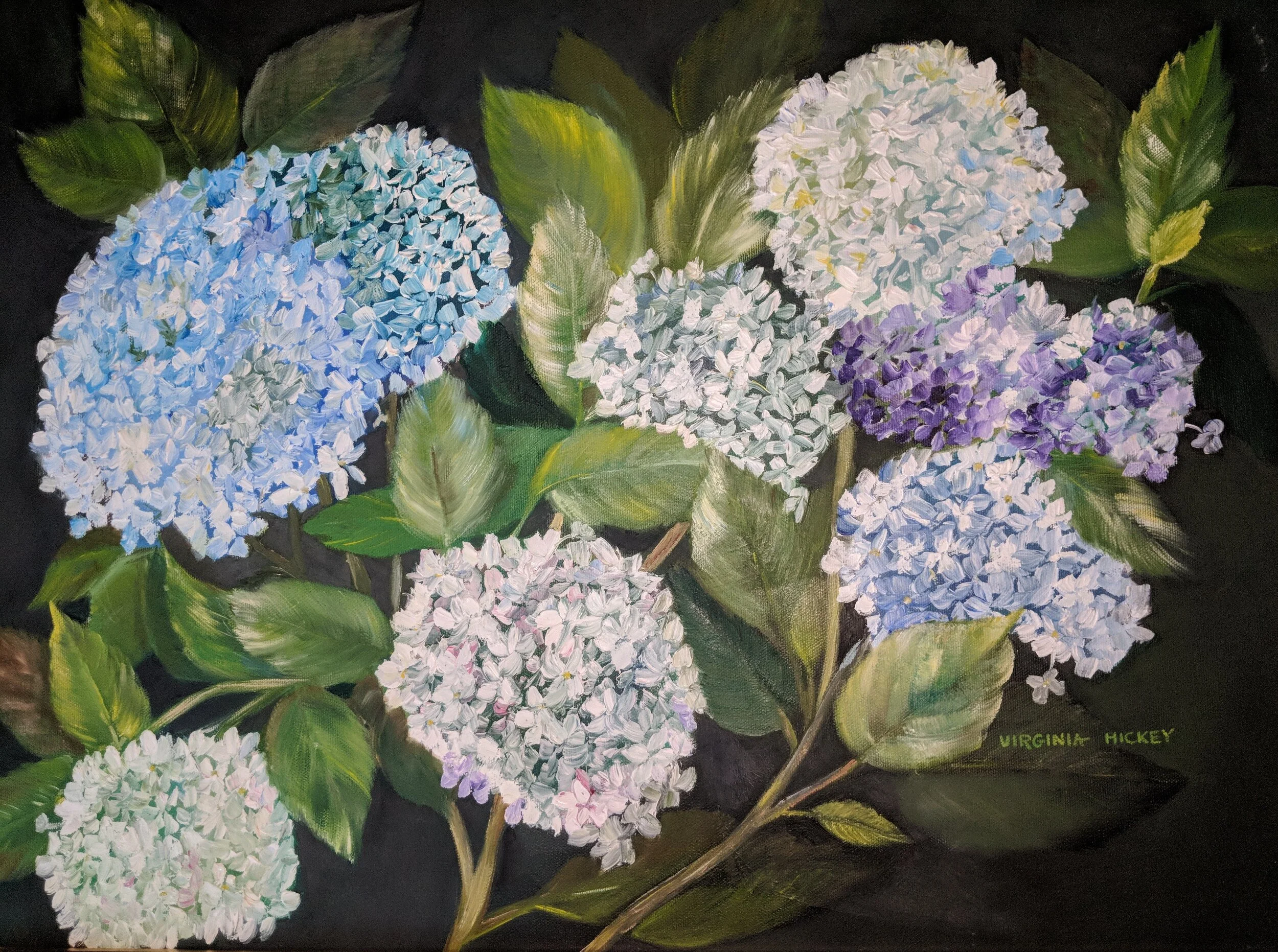 Virginia - Hydrangeas.jpg