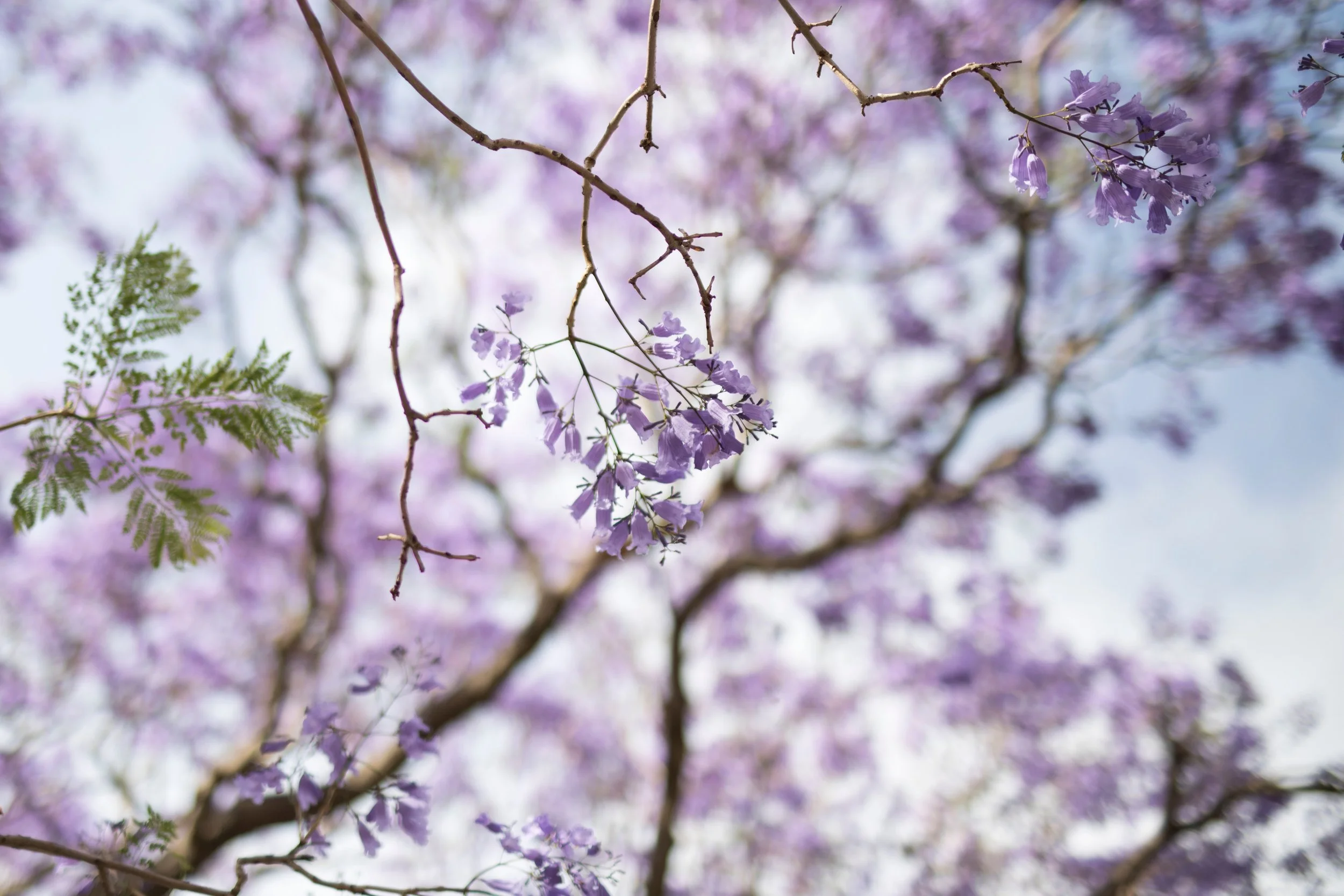 jacaranda-3K9XBJR.jpg