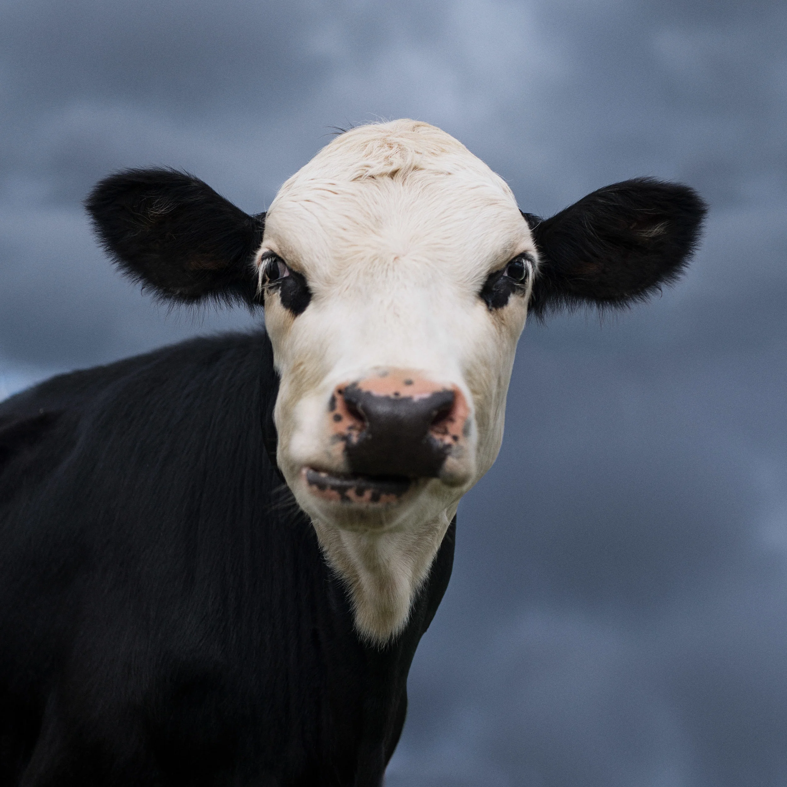 Cow