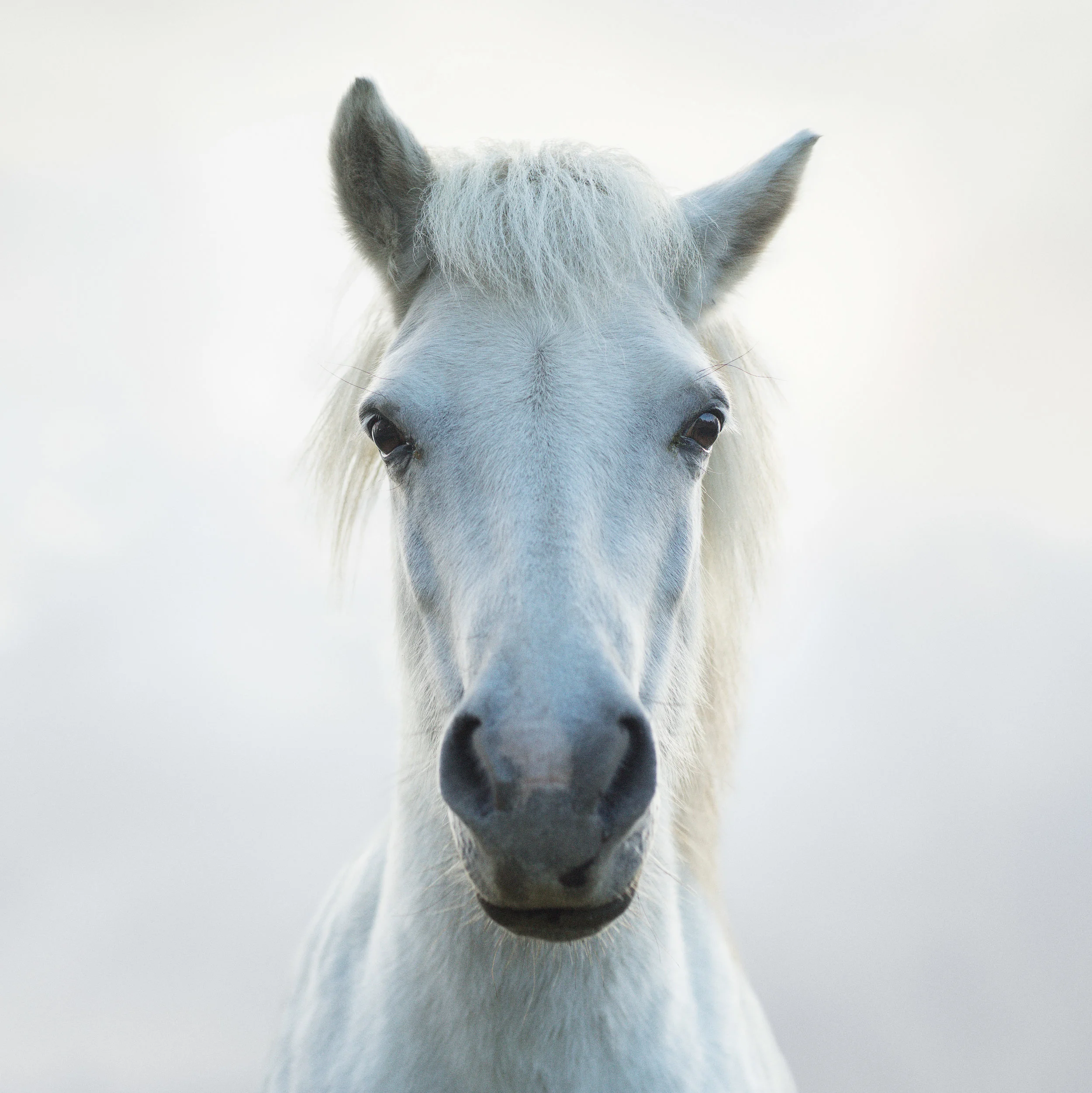 Horse.jpg