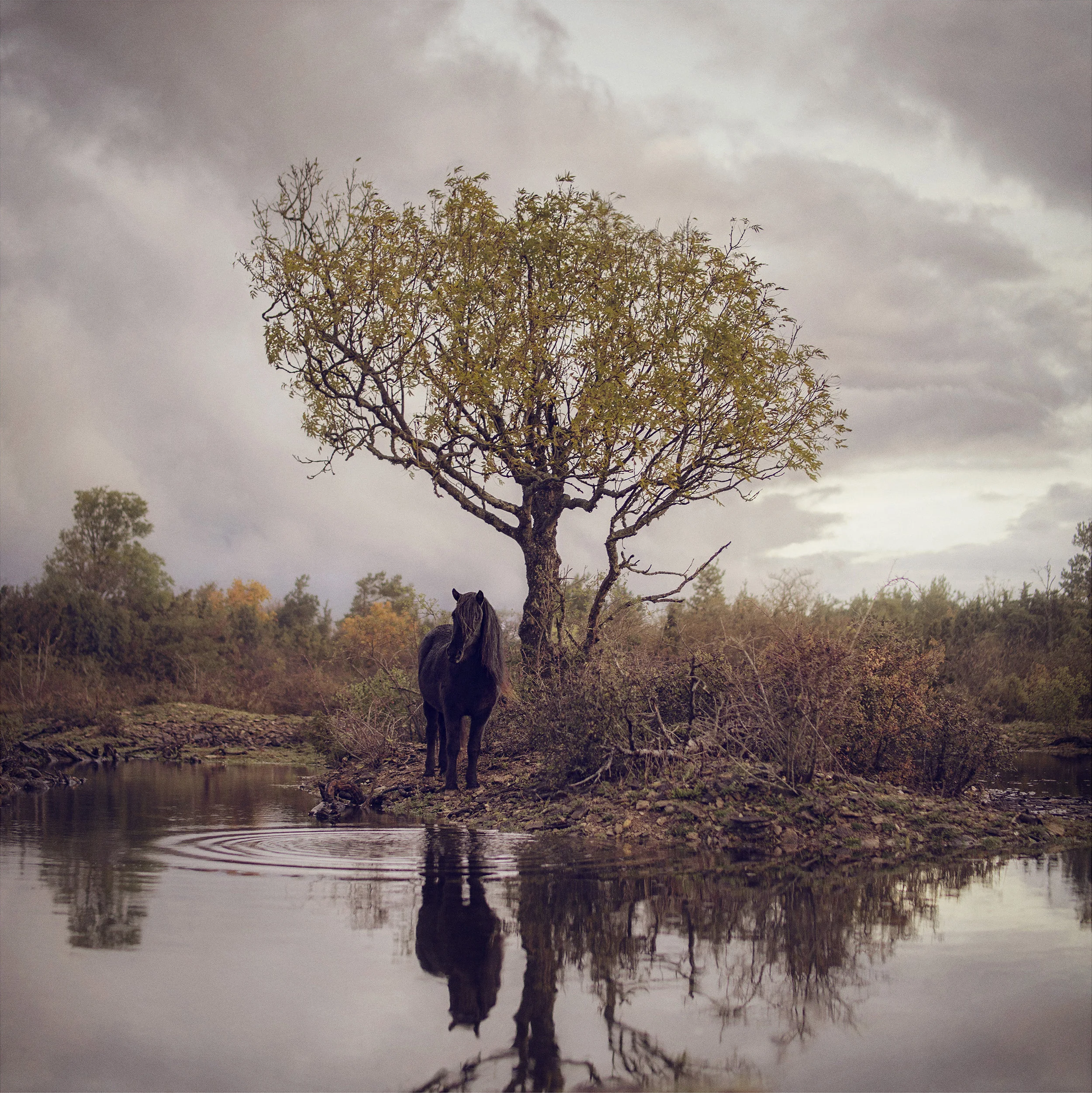 Under trädet 60x61.jpg
