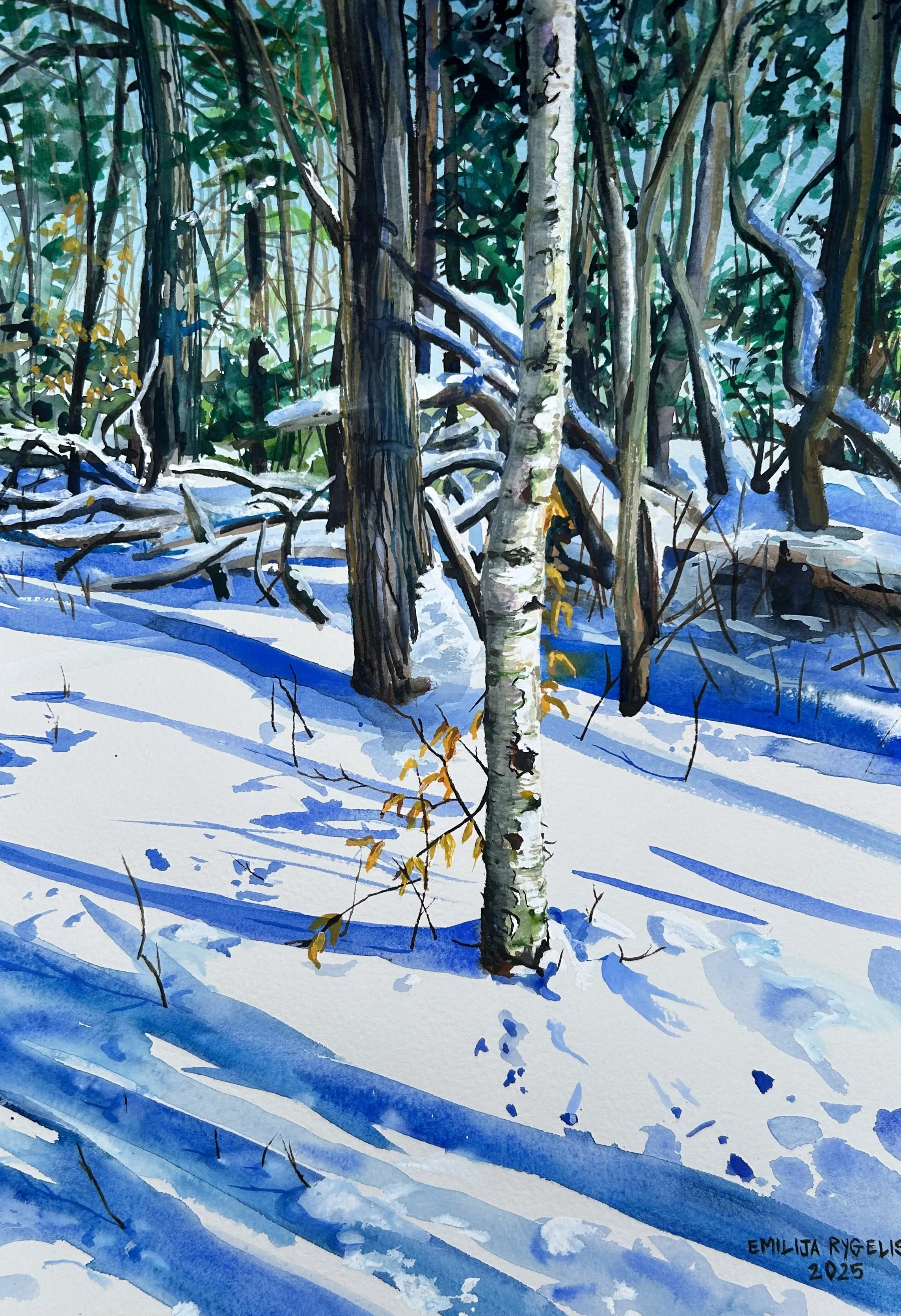 Birch in Snow