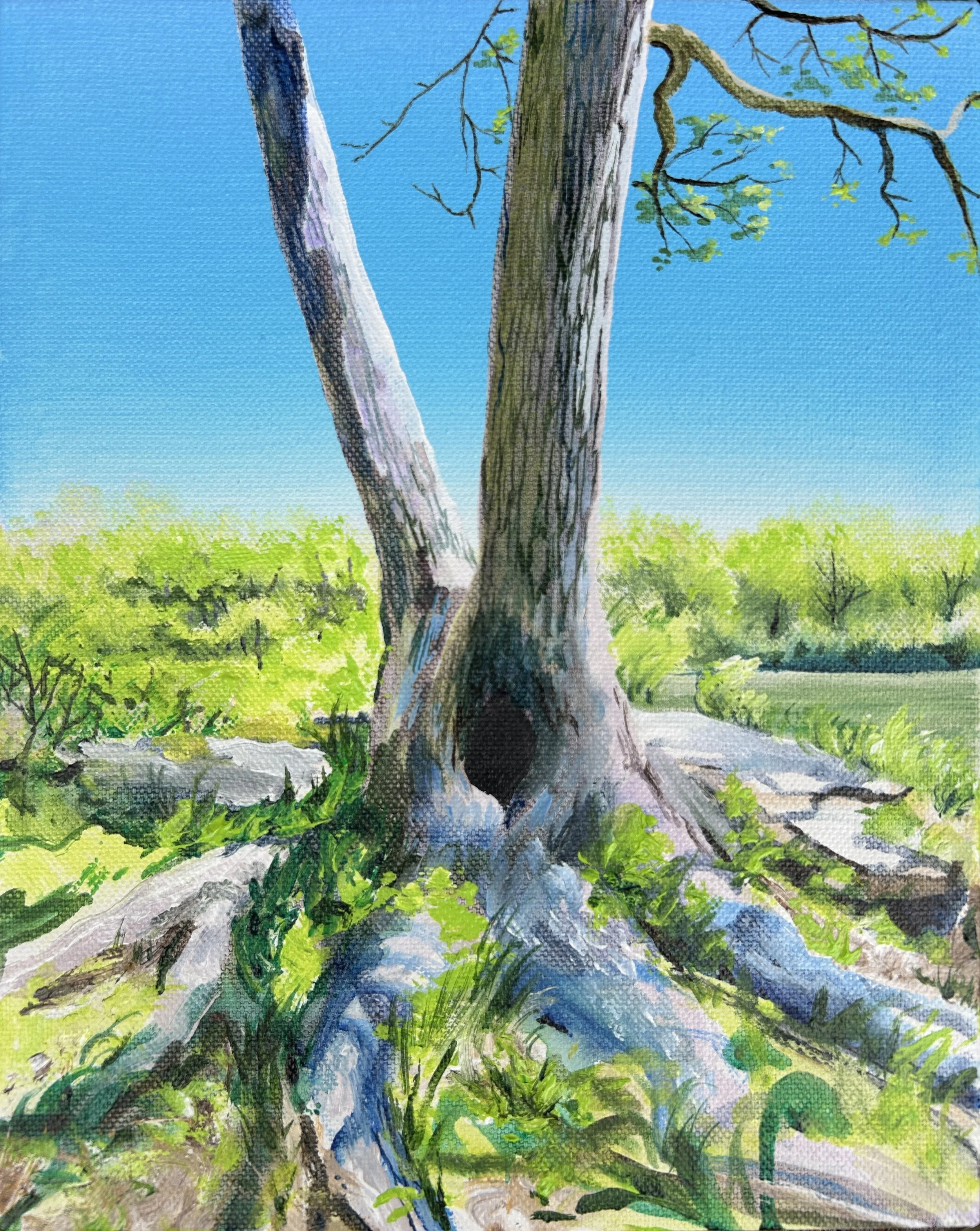 Harriman Tree