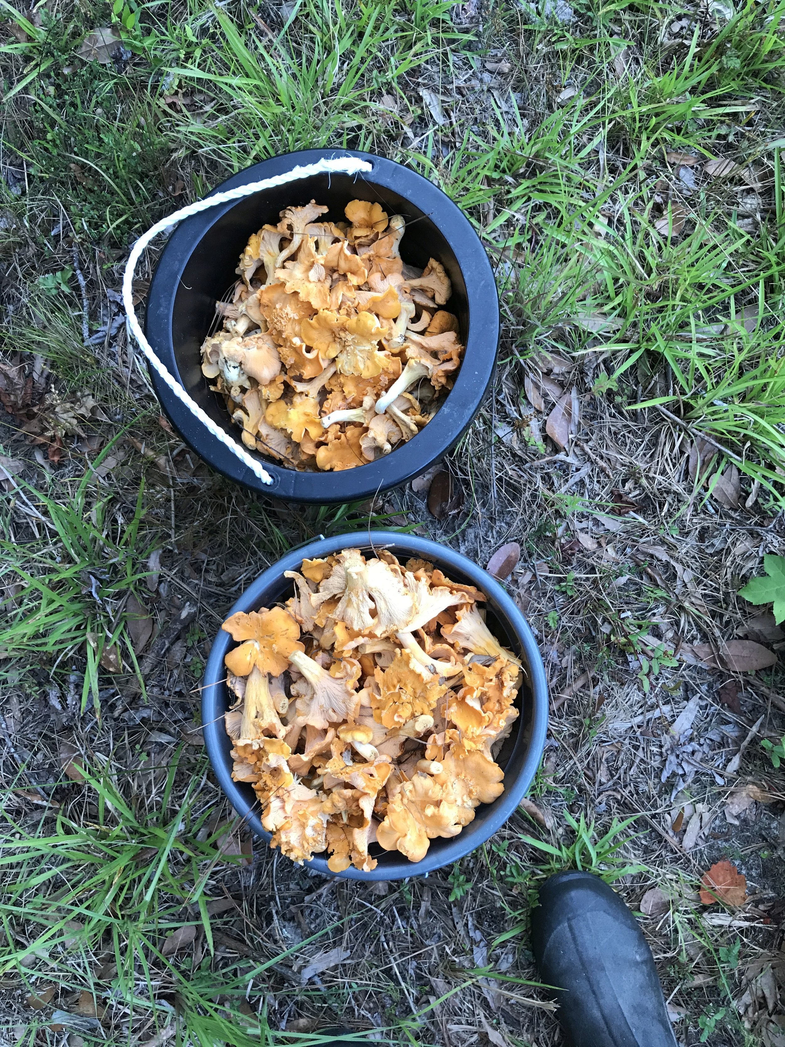 Mary Connor - buckets of mushrooms.jpg