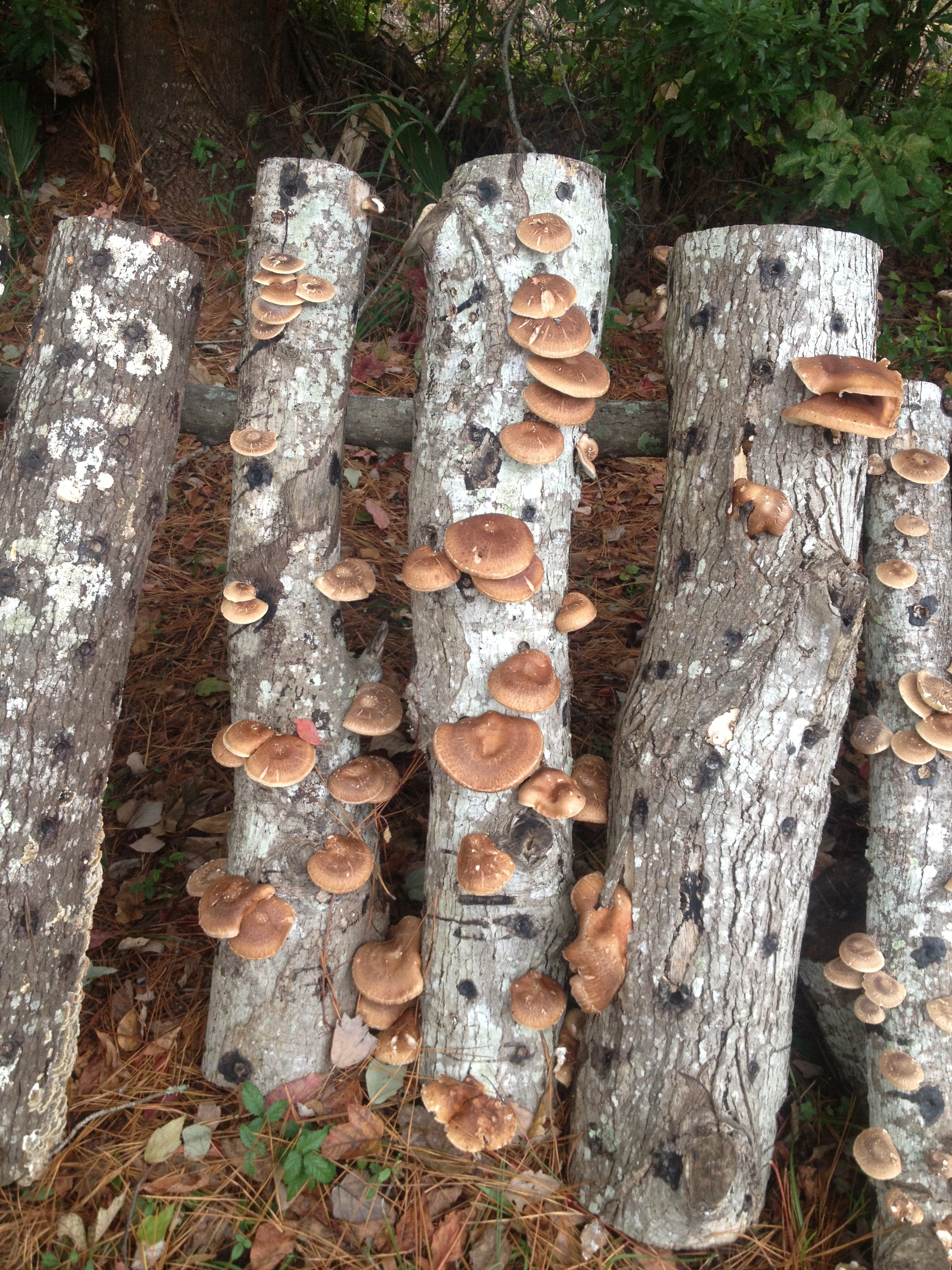 Mary Connor - mushroom log shitake.JPG