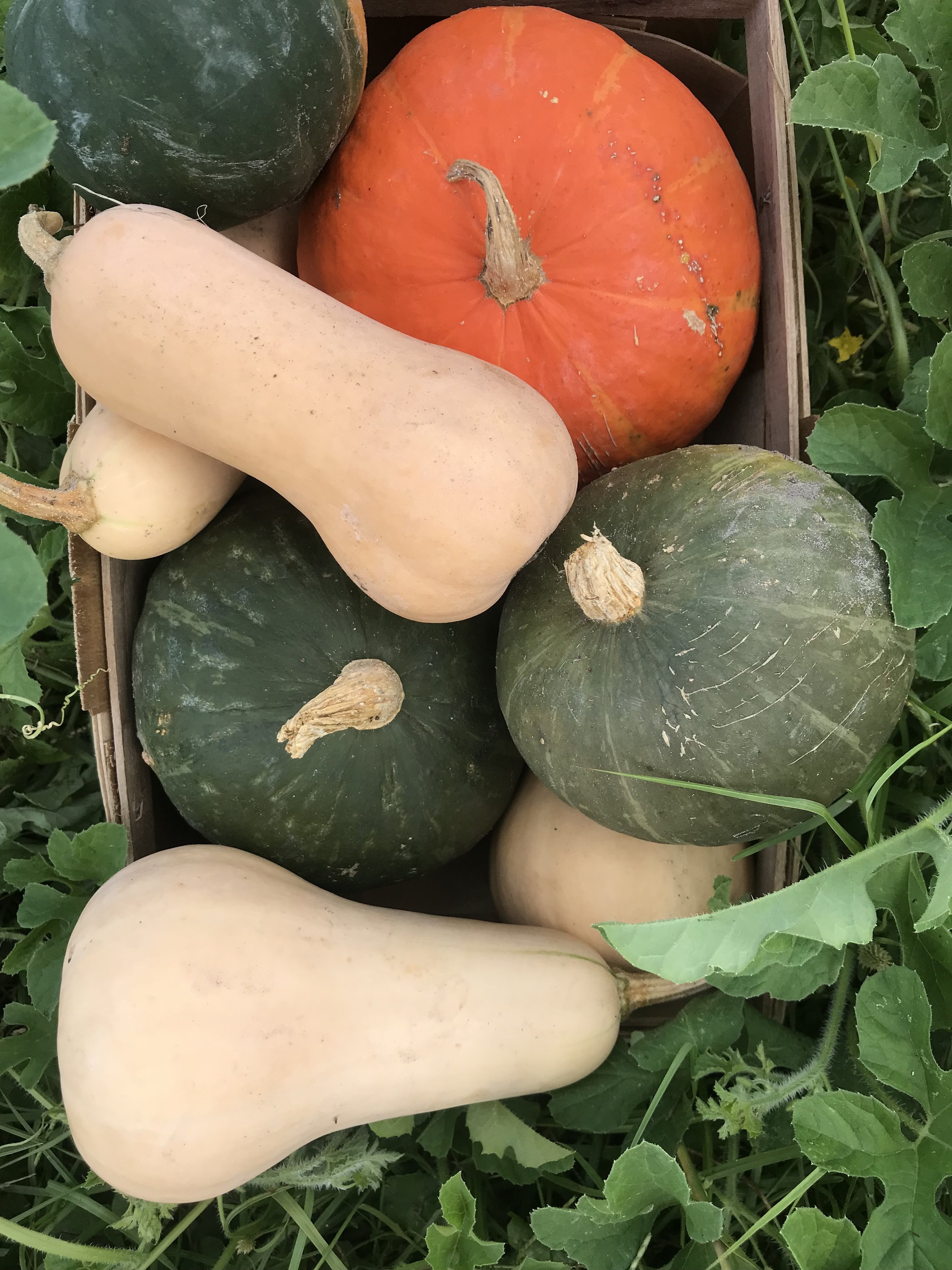 Mary Connor - winter squash mix.jpg