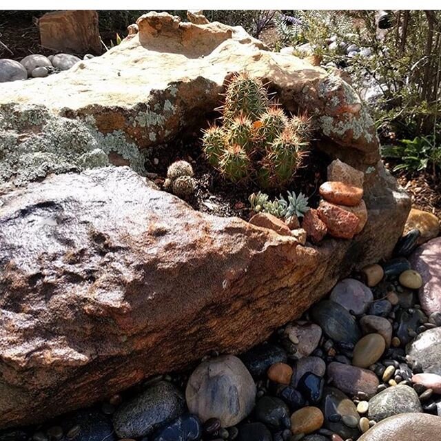 A native plant, cactus and stone garden we did a few weeks back. Trying to incorporate more native plants without the need for irrigation here in the desert! We moved some awesome rocks around this client&rsquo;s property to create a welcoming sittin