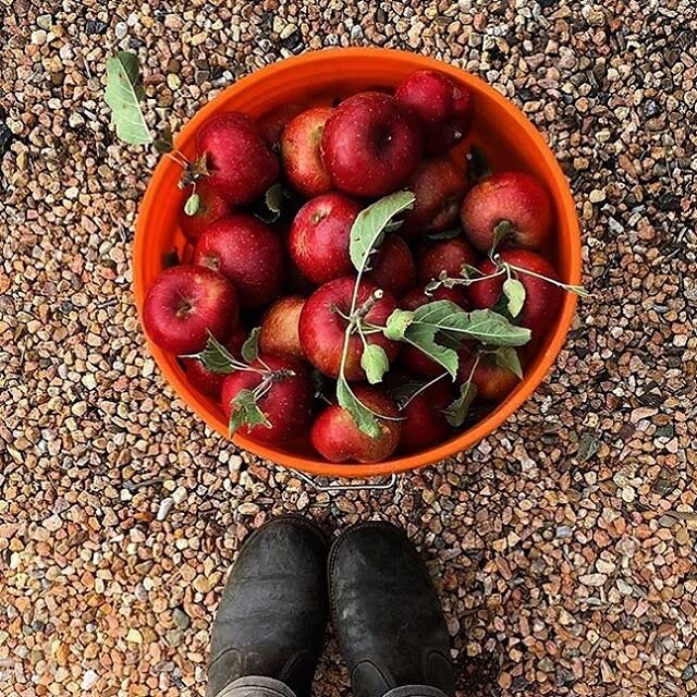 Don&rsquo;t let the worms get your apples this year with proper care and natural insect prevention methods we can help you have and share a bountiful harvest. #sanisidropermaculture #repost @be_aviv