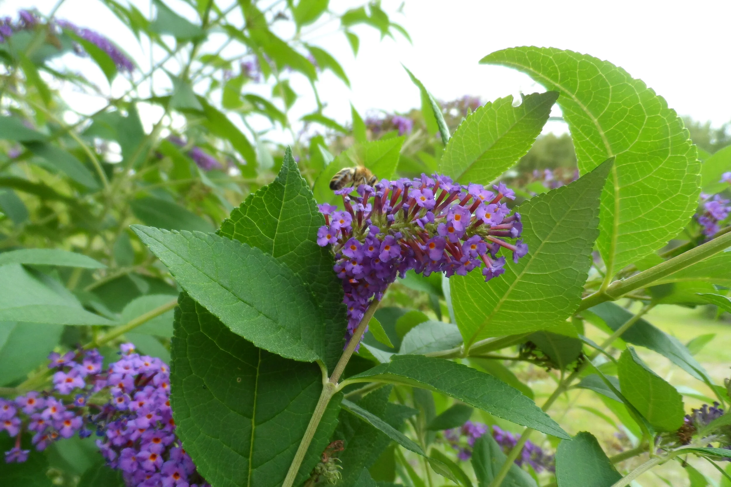 My New Home Has an Irrigation System: Now What?