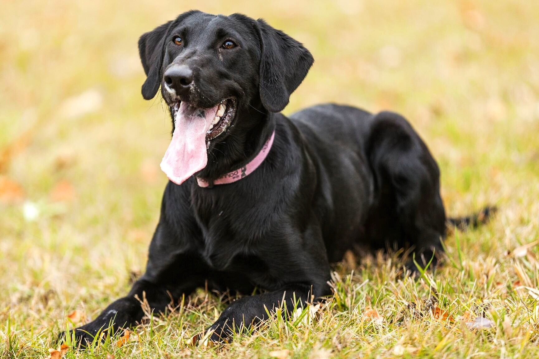 Personalized Dog Training