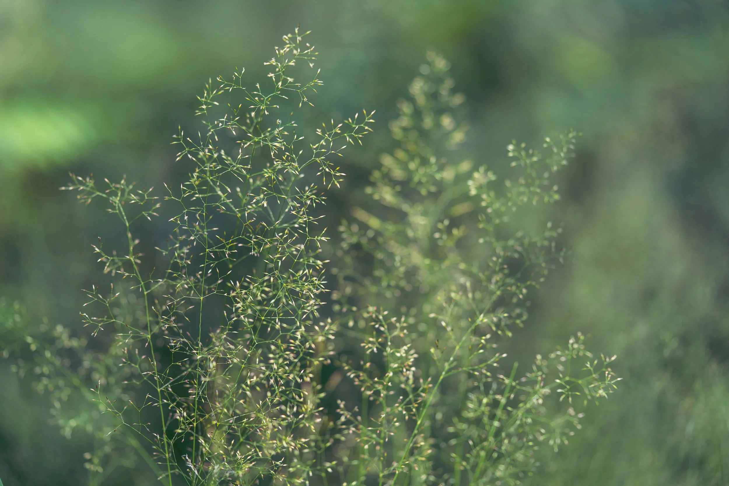 wild grasses closeup.