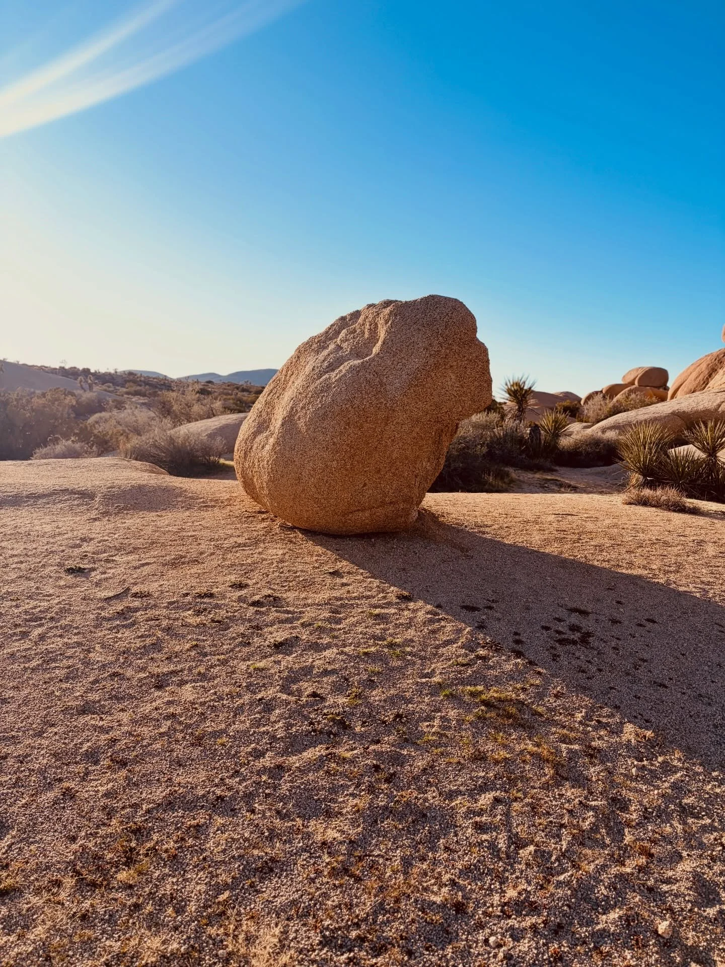 Top of 2026&hellip;Joshua Tree 🫶🏾❤️ #youbuttalove
