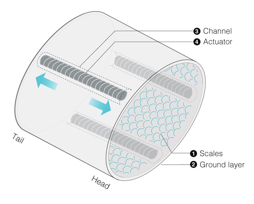  The sleeve configures three channels with pleated actuators enclosed. The scales are knitted on the inside to make contact with the surface.&nbsp; (Photo: Hybrid Body Lab) 