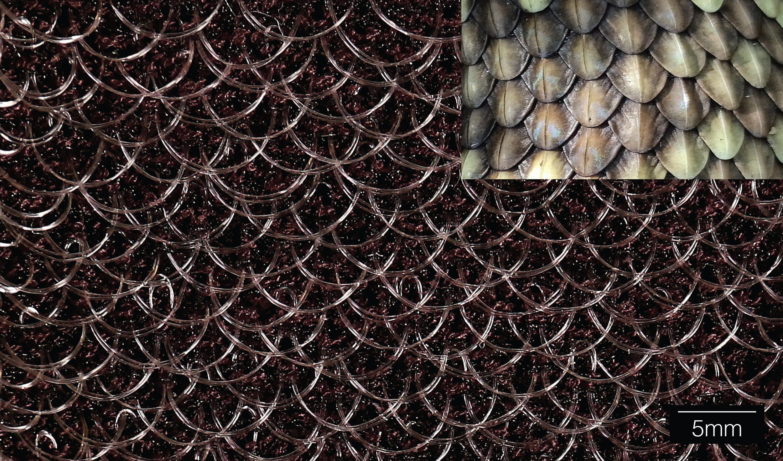  Pictured is a close-up of KnitSkin’s knitted scales, which is bio-inspired from the scales of snakeskin (top right is a closeup of rattlesnake skin). In the knit substrate when monofilament is drawn laterally it forms a downward arch. The collection