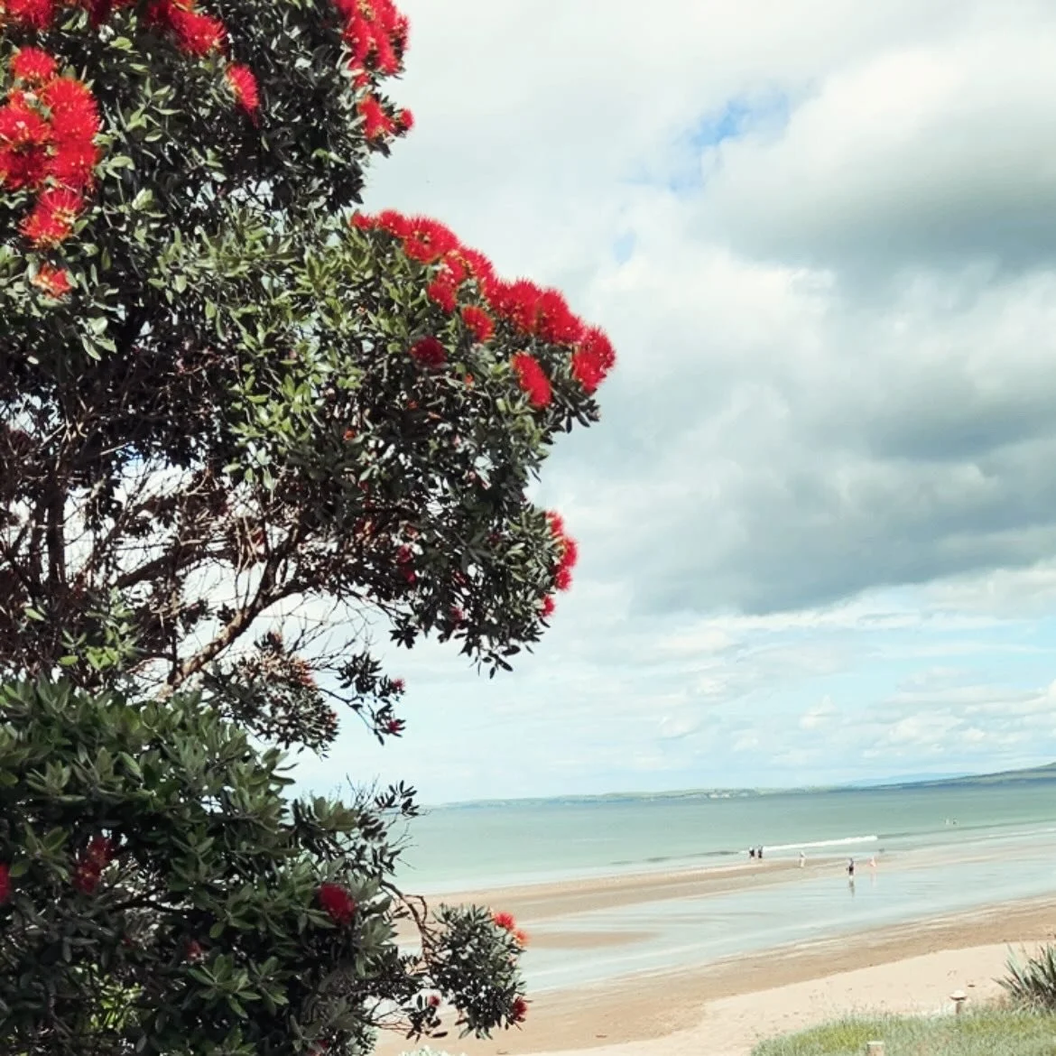 My grandmother always told me that if the Pohutukawa trees turn red early then we&rsquo;re in for a long hot summer ☀️ 🌳 - and she was usually right 🥰

Celebrating the first of the Pohutukawa turning red with our summer pass 🤍 2 months unlimited f