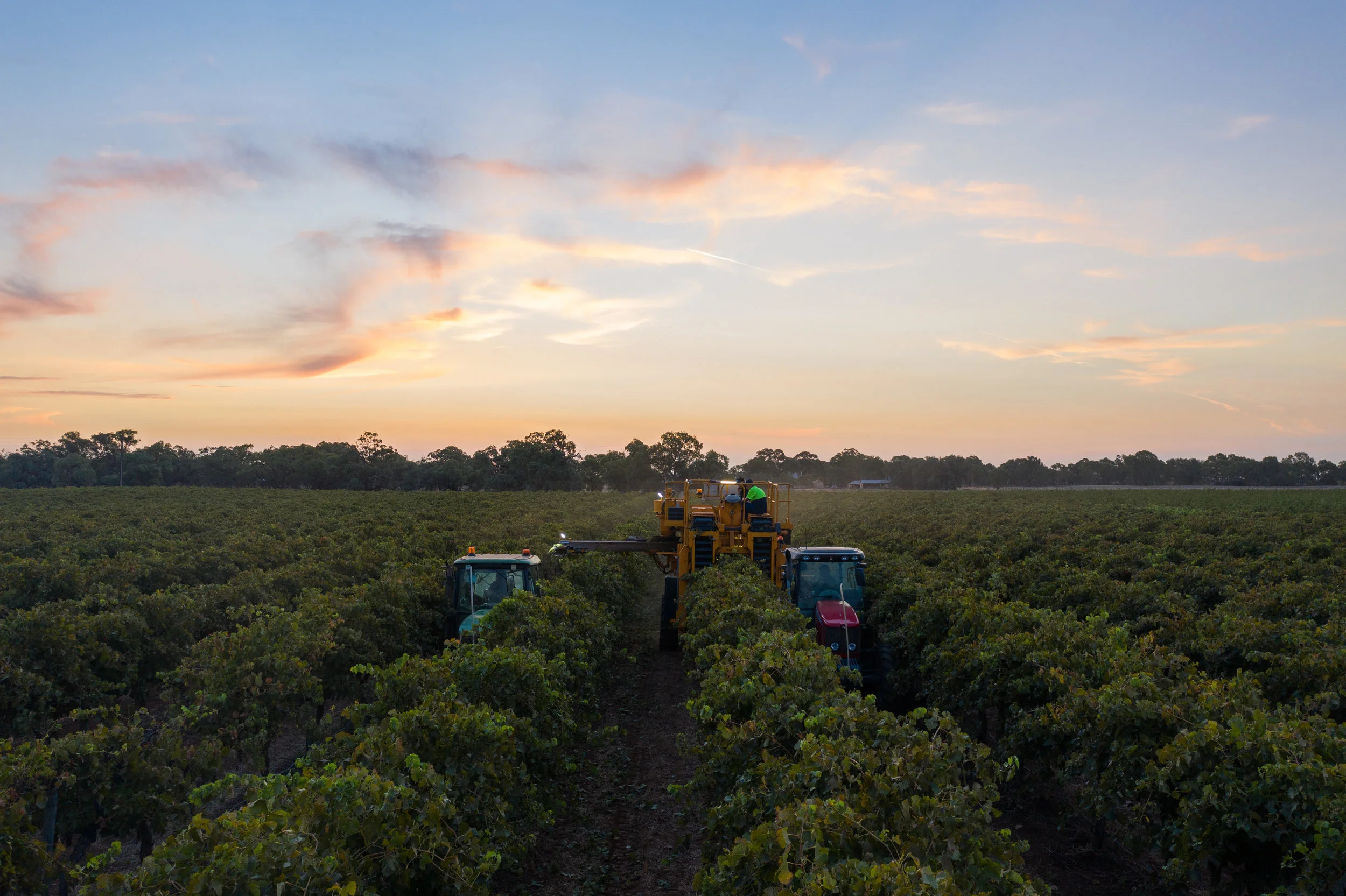 Lightsview Grape Harvest Virginia