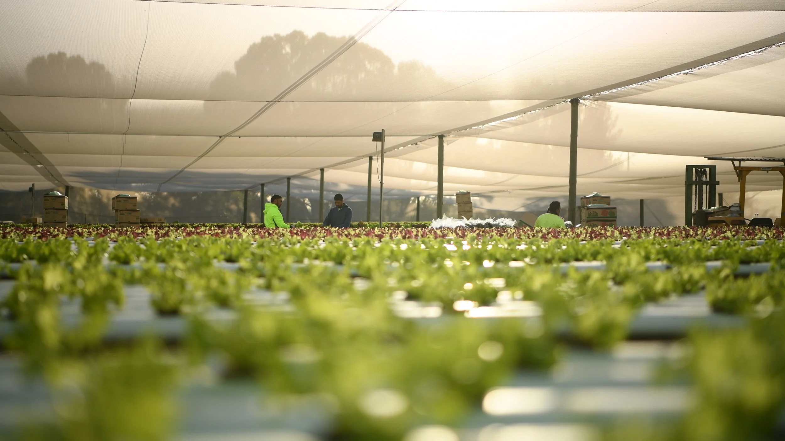 HiTech Hydro Lettuce Virginia