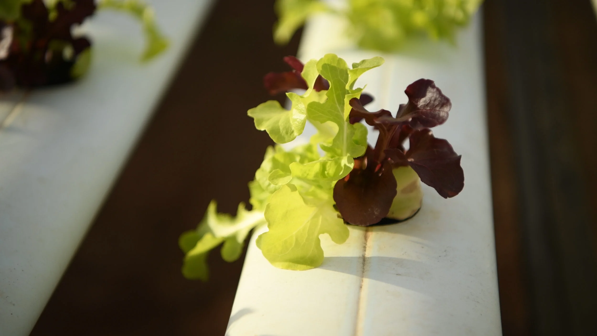   Discover   The Northern Adelaide Plains 