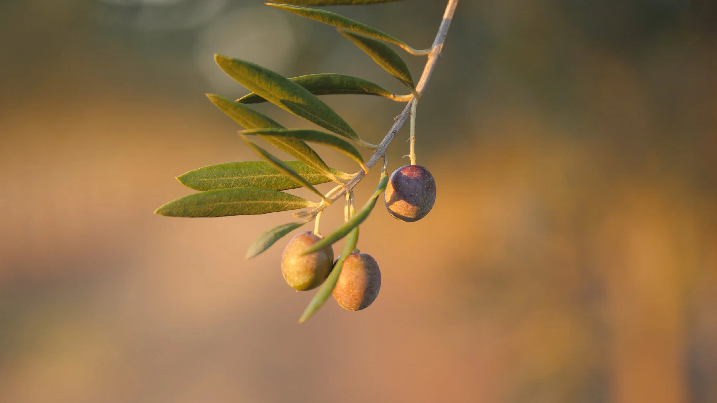   Discover   The Northern Adelaide Plains 