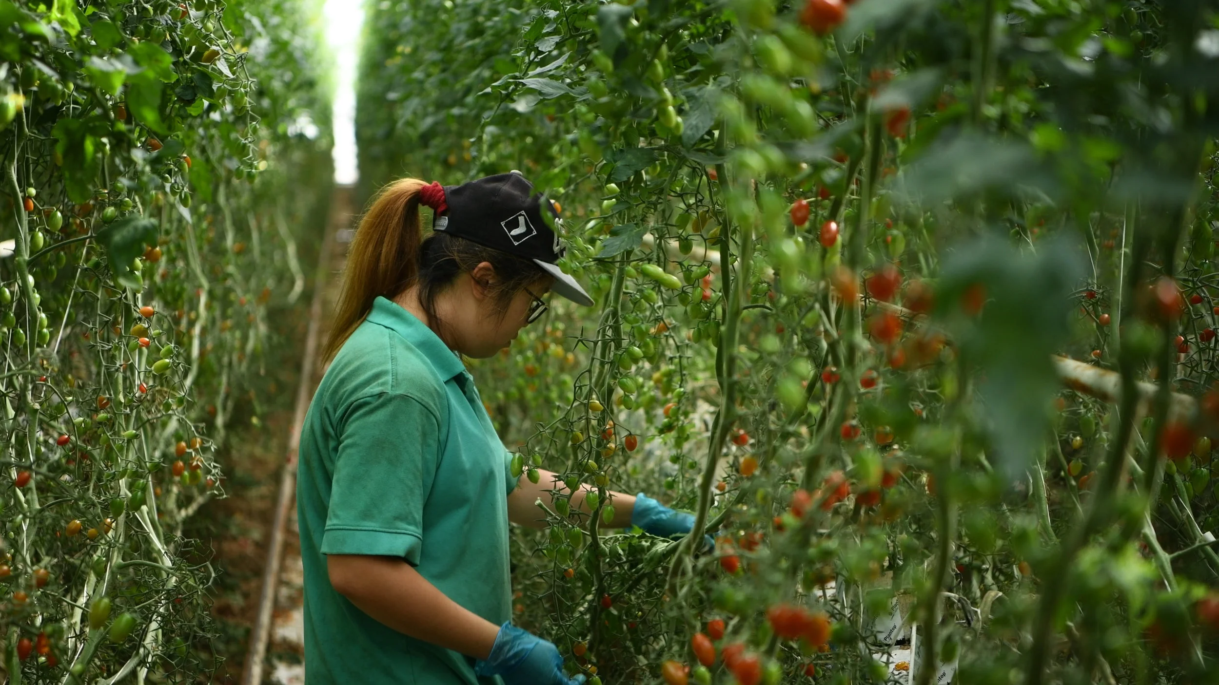   Discover   The Northern Adelaide Plains 