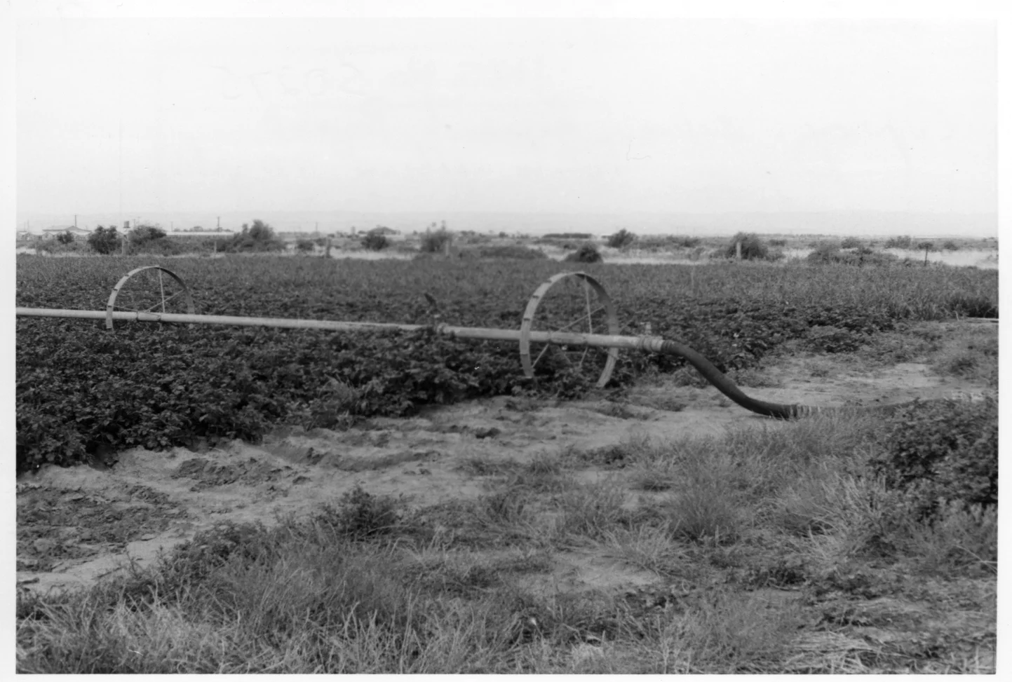 Potatoes irrigated with effluent, a Bolivar Research Centre Project. Photographer: Matheson, W.E. Virginia 1972